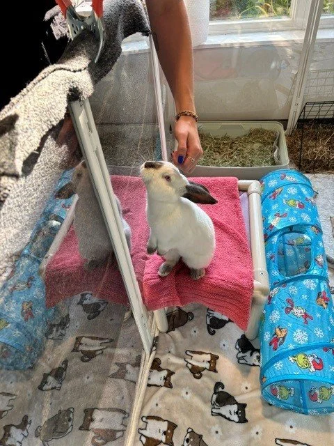 ightstar Gives Back Animal Welfare Society