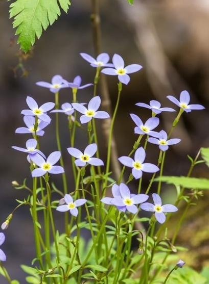 Quaker Lady (Houstonia caerula) is native to eastern North America