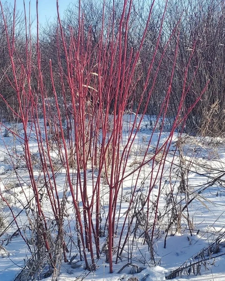 Red Osier Dogwood Harvest