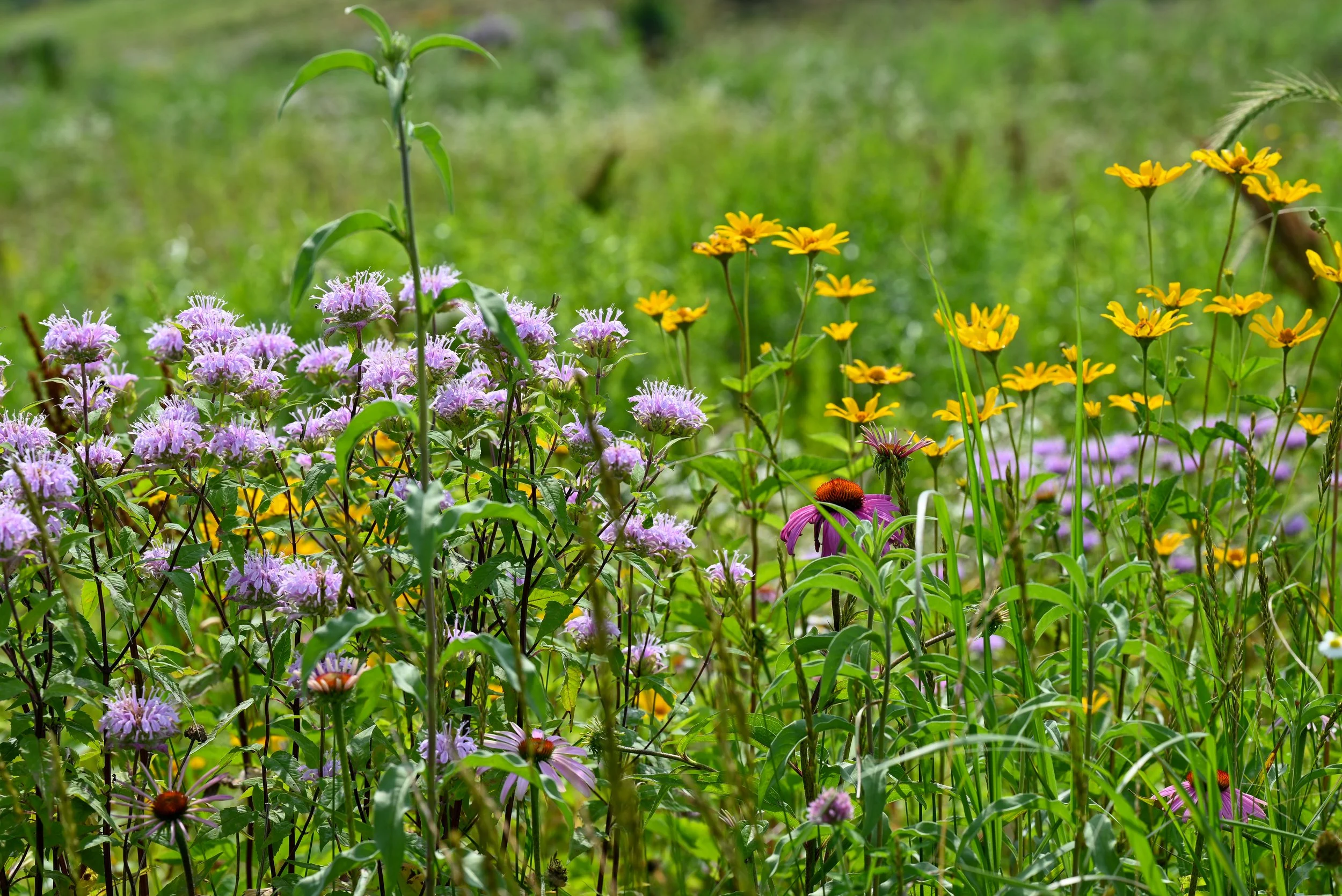 Volunteer Day in the Natural Lands