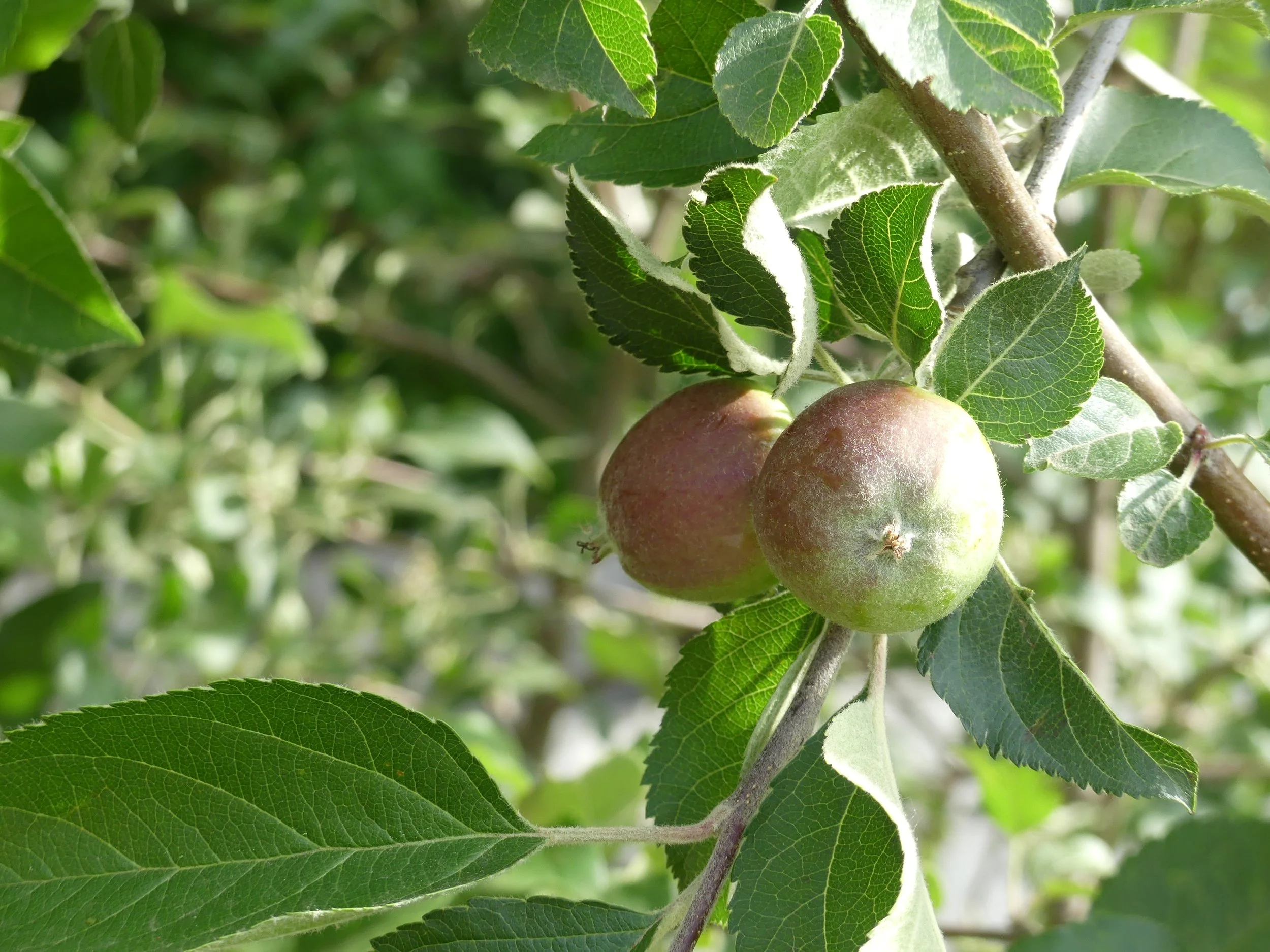 Volunteer Day on the Farm