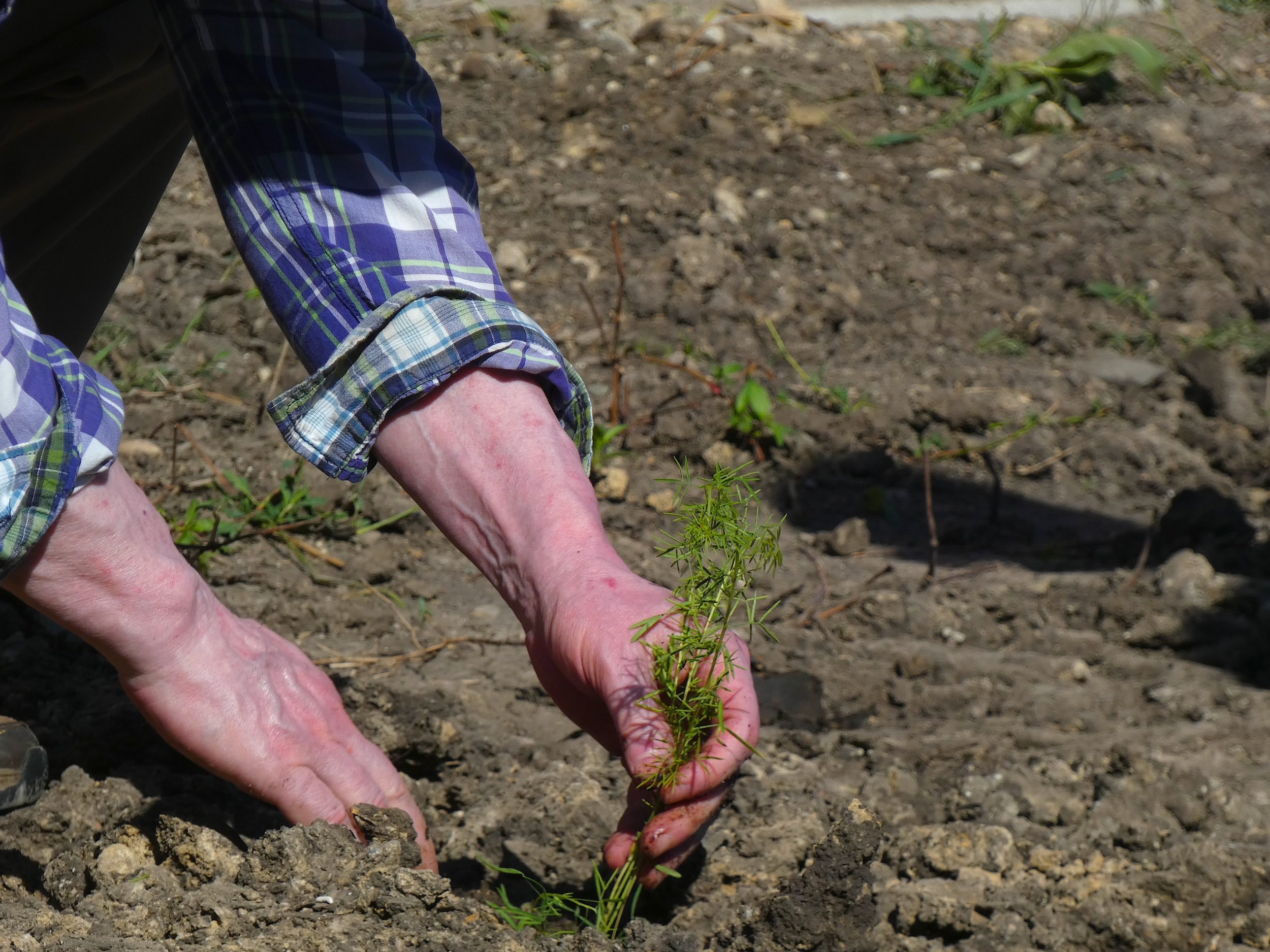 antonio planting closeup.JPG
