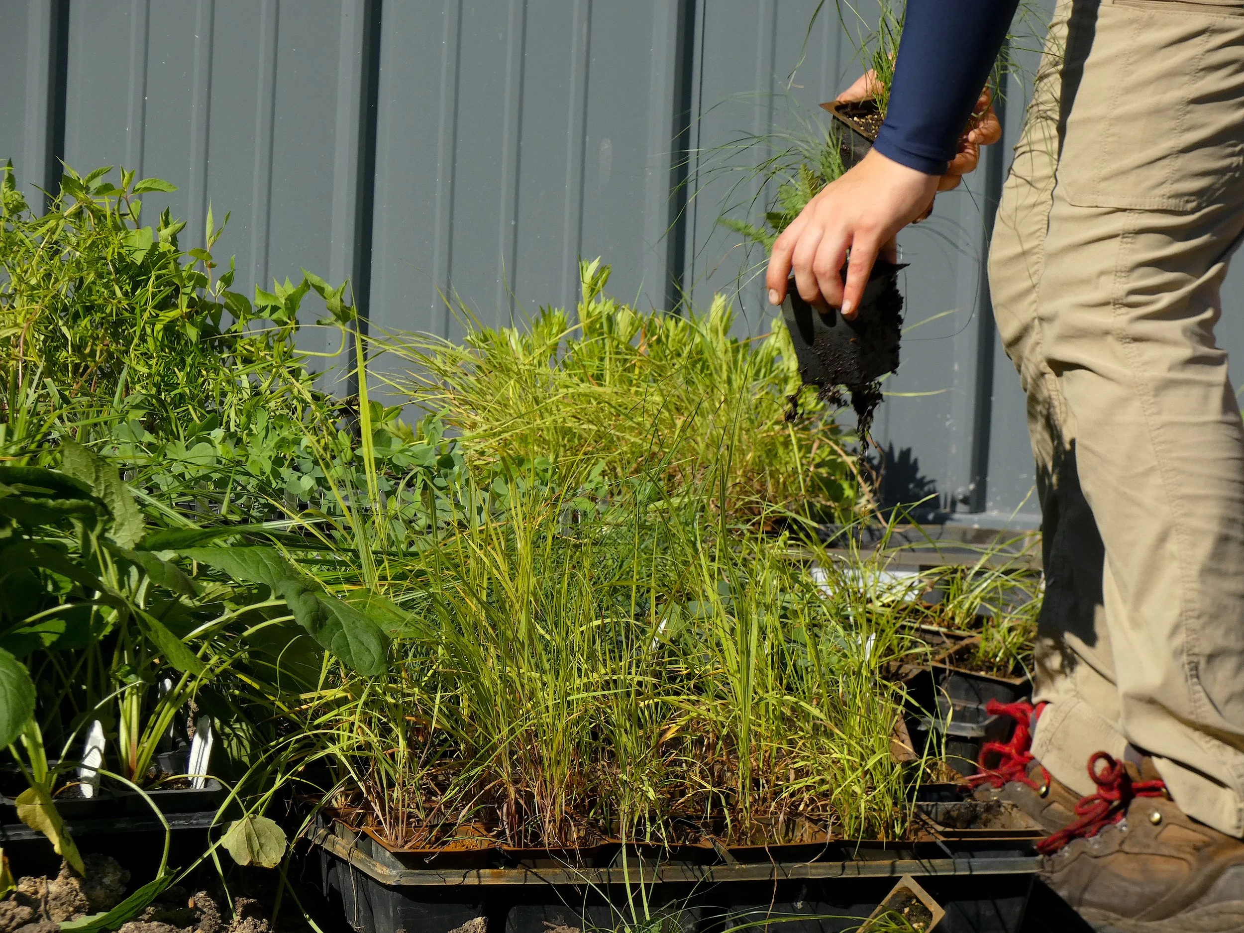 grace planting for NL.JPG