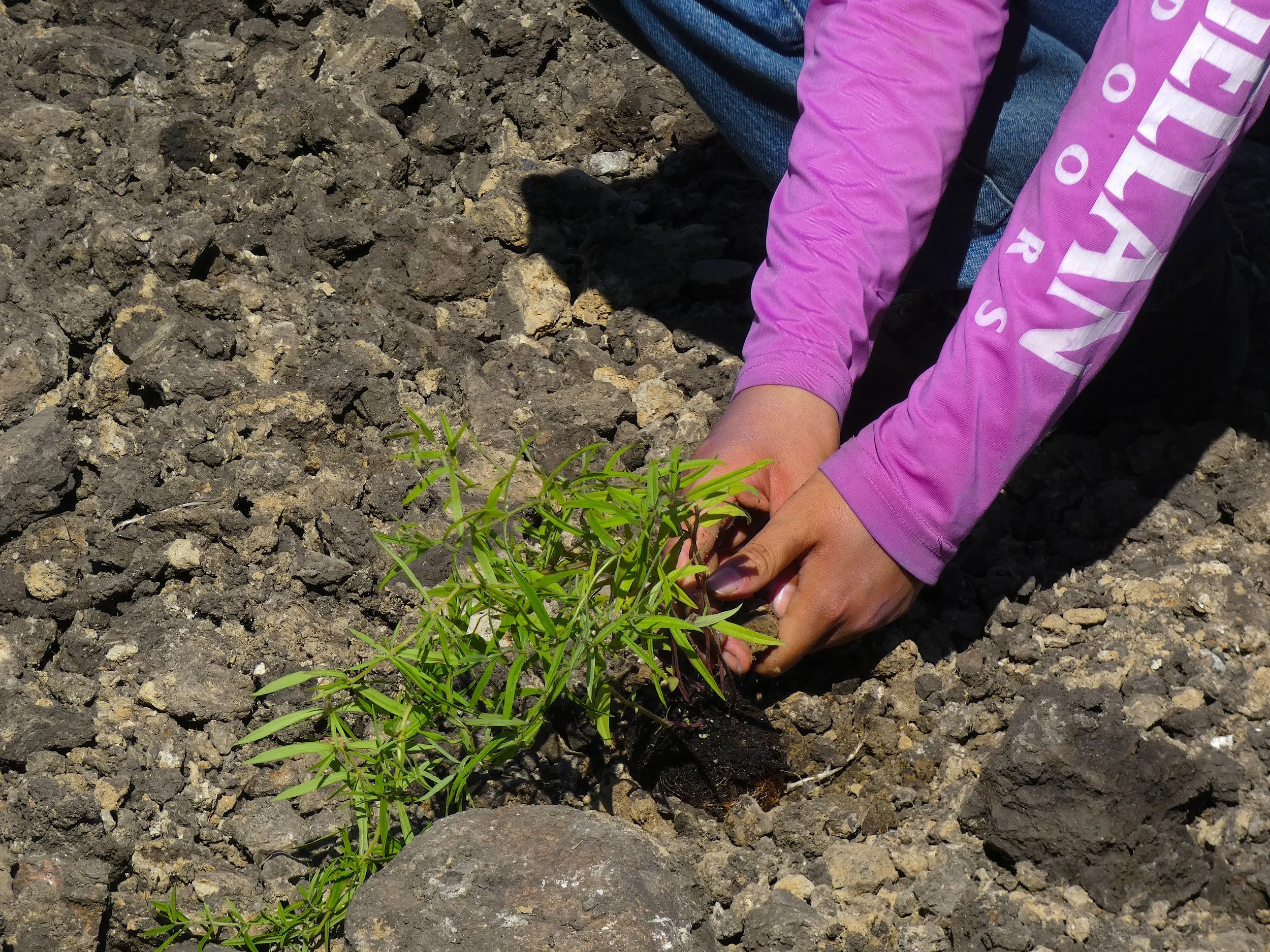 Seed Garden Volunteer Day