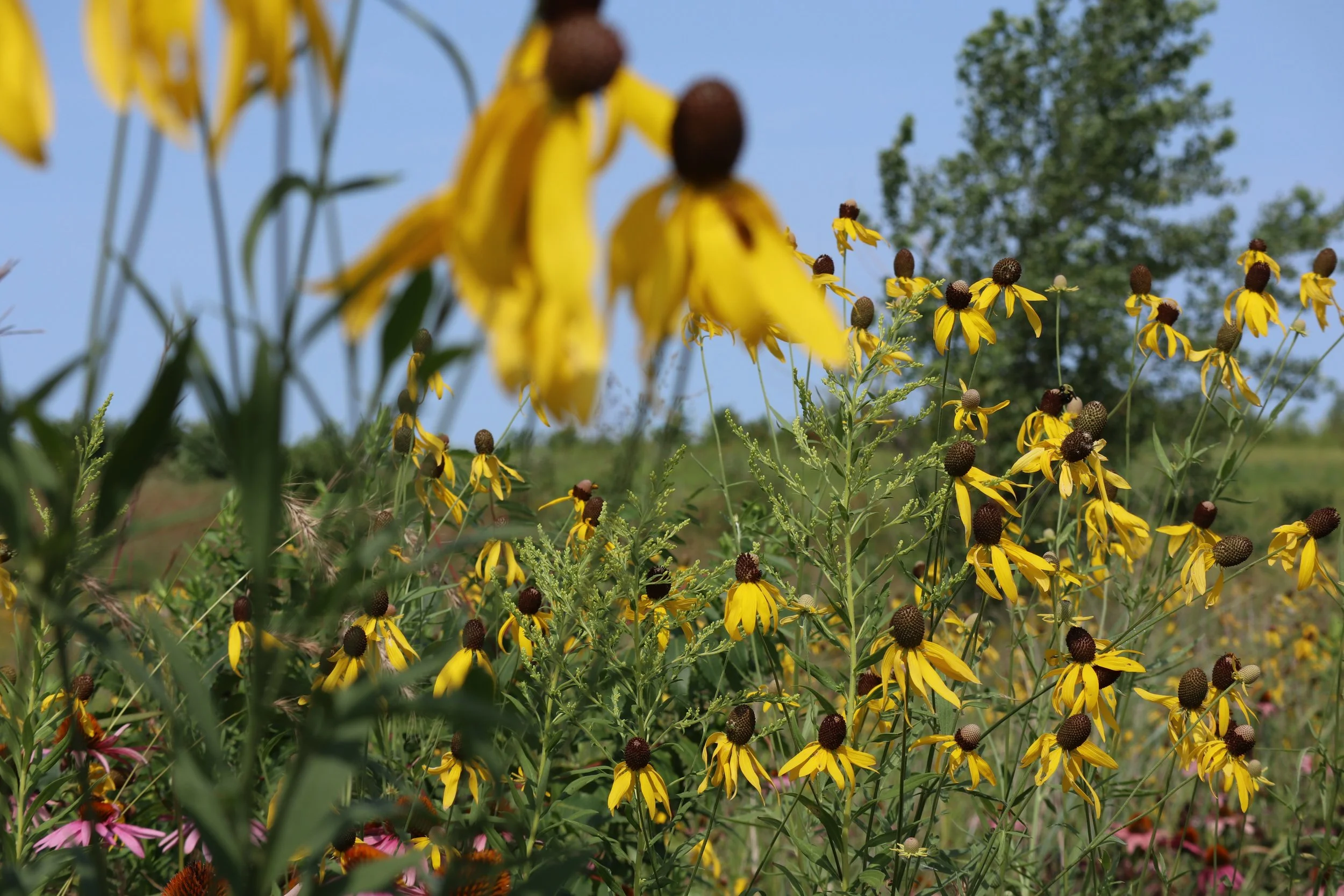 Seed Collection Volunteer Day with CRP