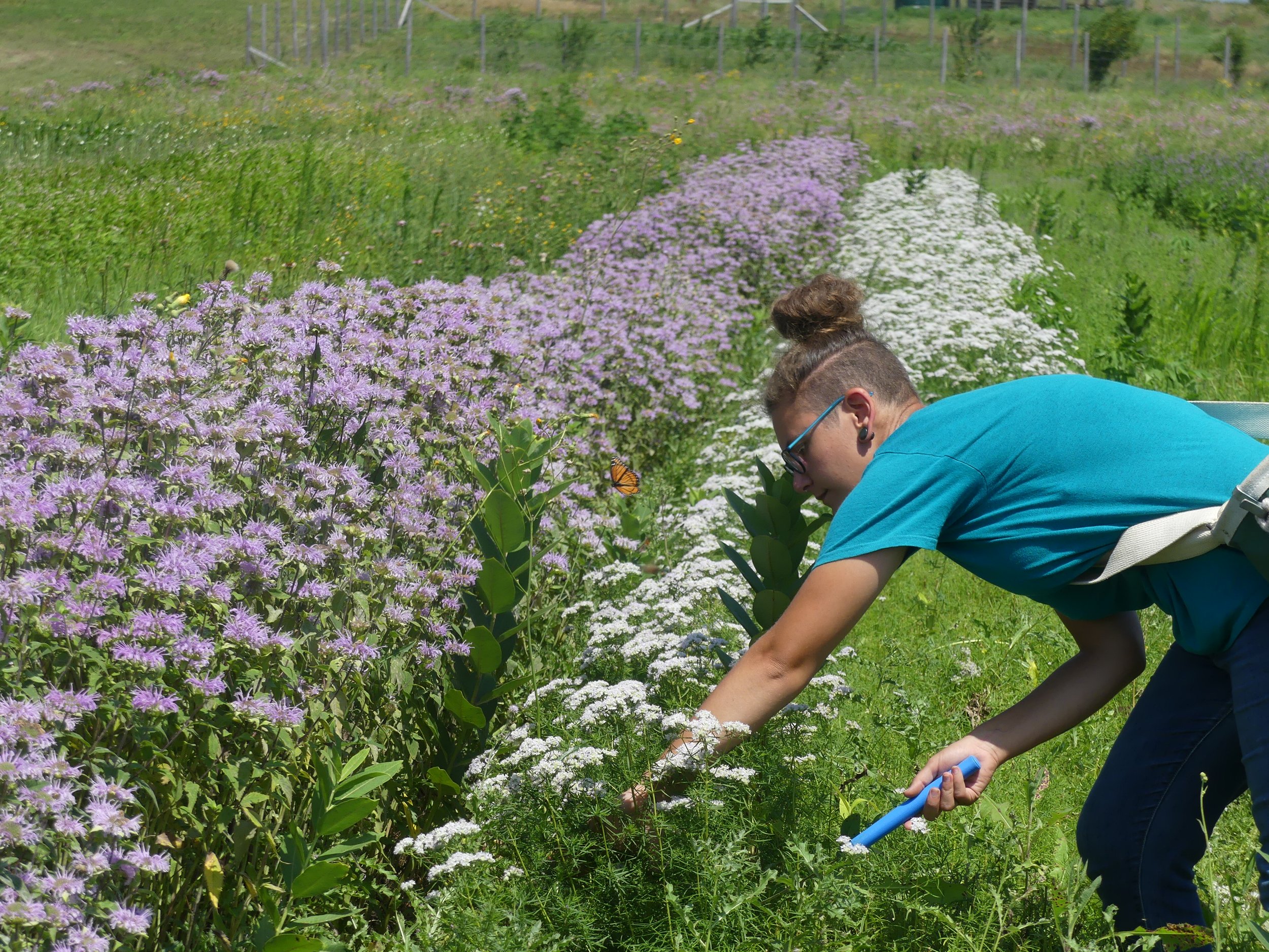 Delanie - in field (1).JPG