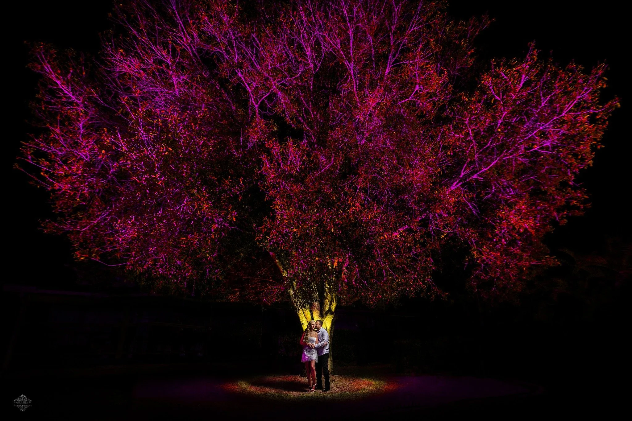 A couple stands under a large, illuminated tree with purple and red leaves at night.