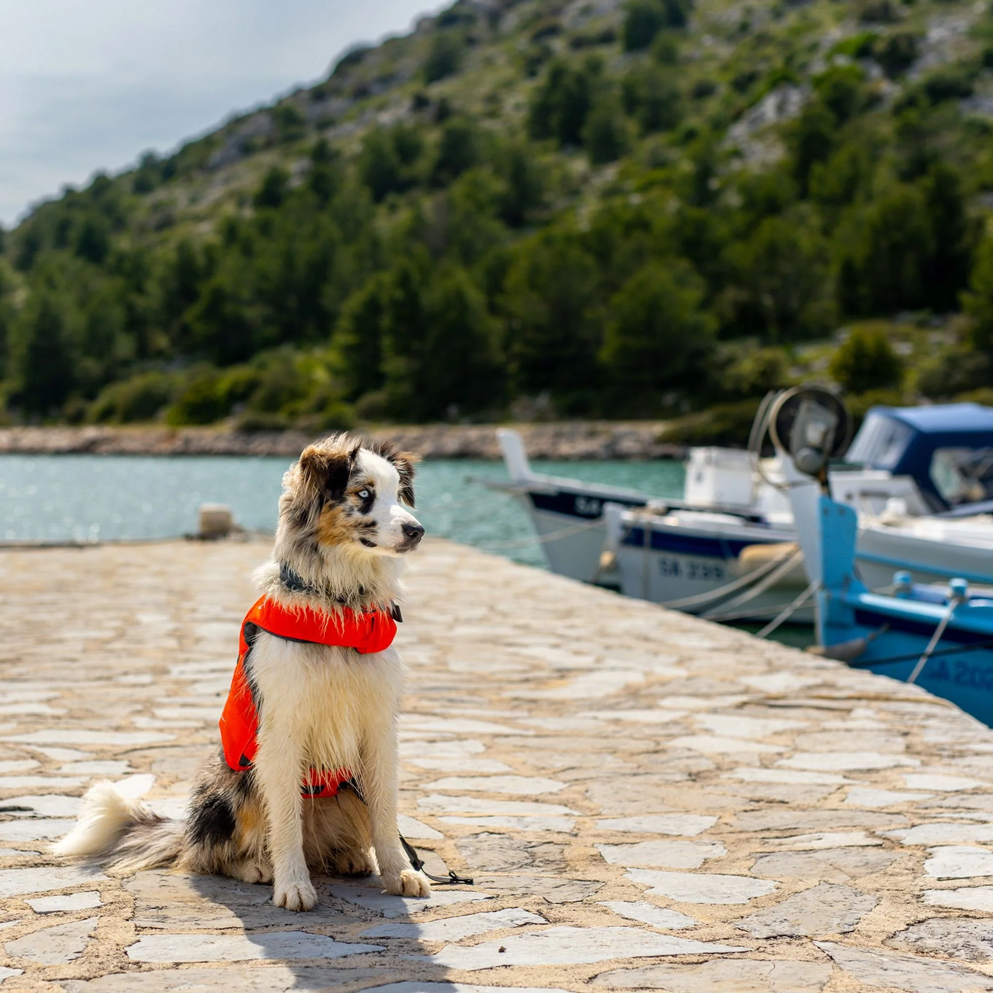 NW River Supply - Canine Floatation Device (CFD)