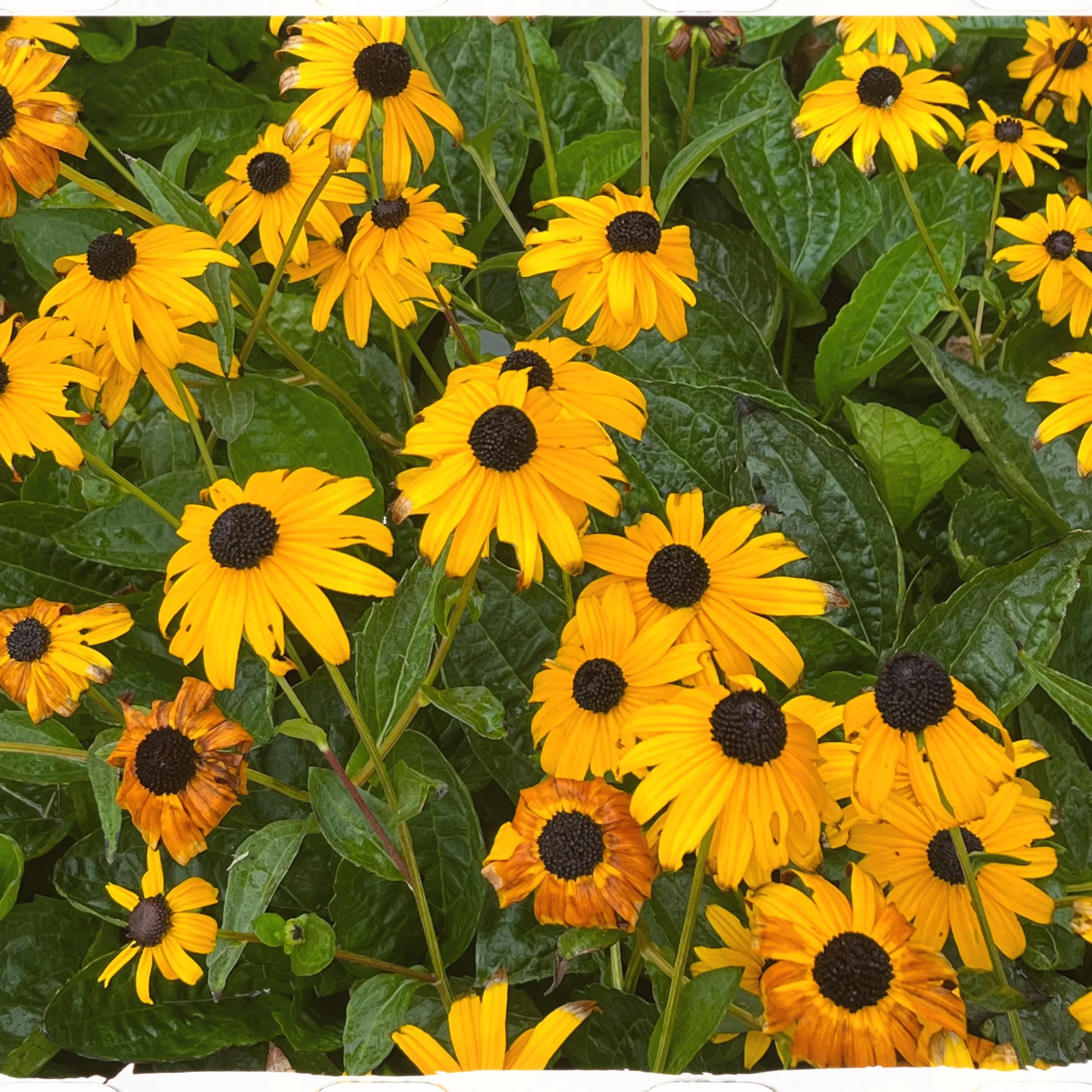 song for summer.jpeg