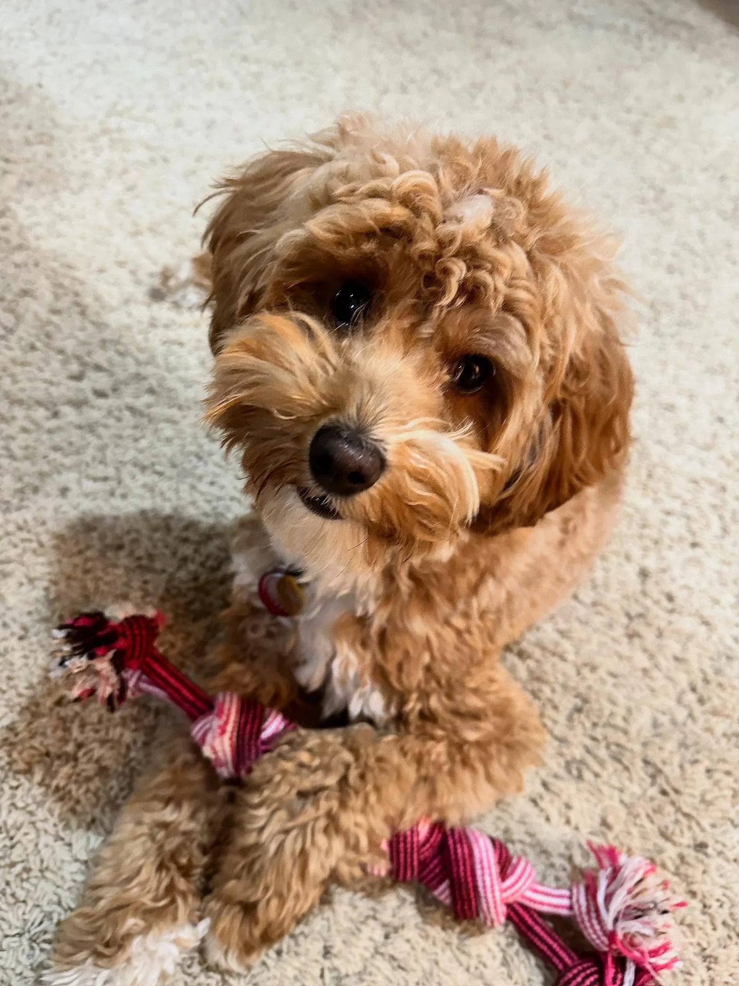 Just because he&rsquo;s so cute! 🥰 🐶 #mybabydog #aussiegoldendoodle @goldendoodledoofarms