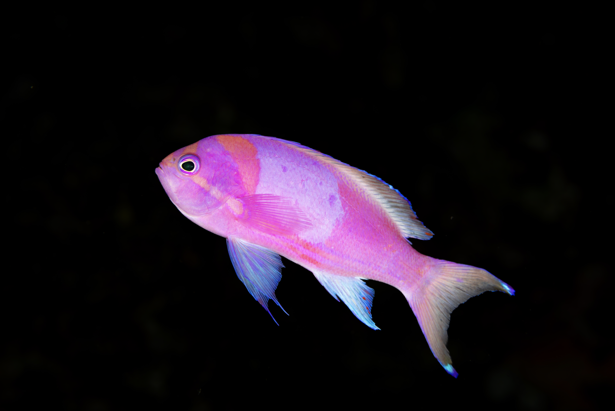 Screenshot 2026-01-26 at 5.31.30 PM.png