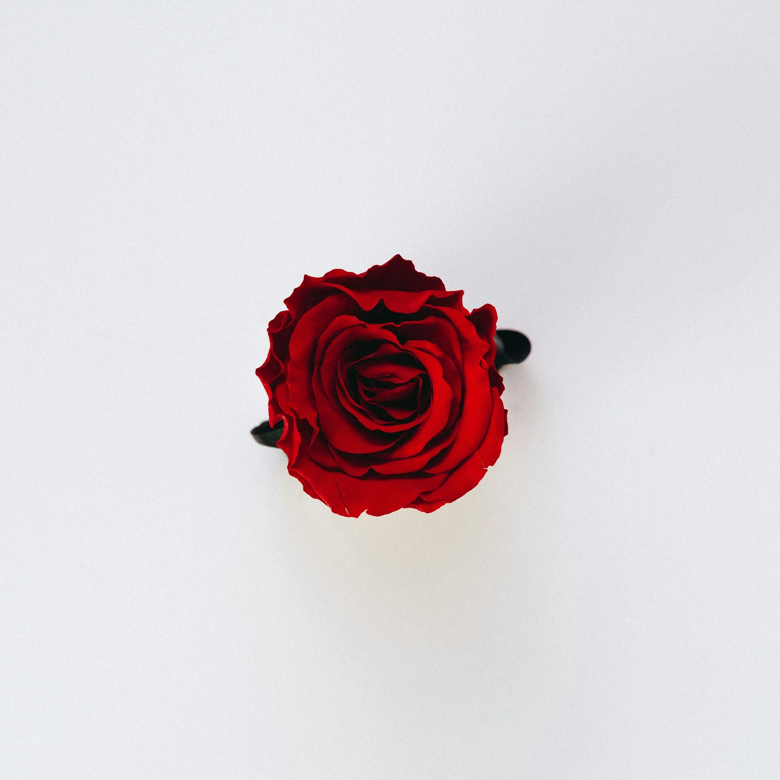 red rose