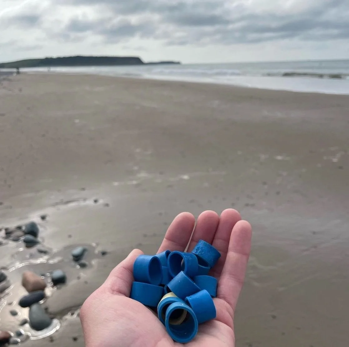 Lobster bands are one of the most common items found on beaches in Nova Scotia, but we were still shocked to learn that @scotianshores has collected over 80,000(!) lobster bands since January 1, 2026. 

Scotian Shores has dubbed 2026 &ldquo;The Year 