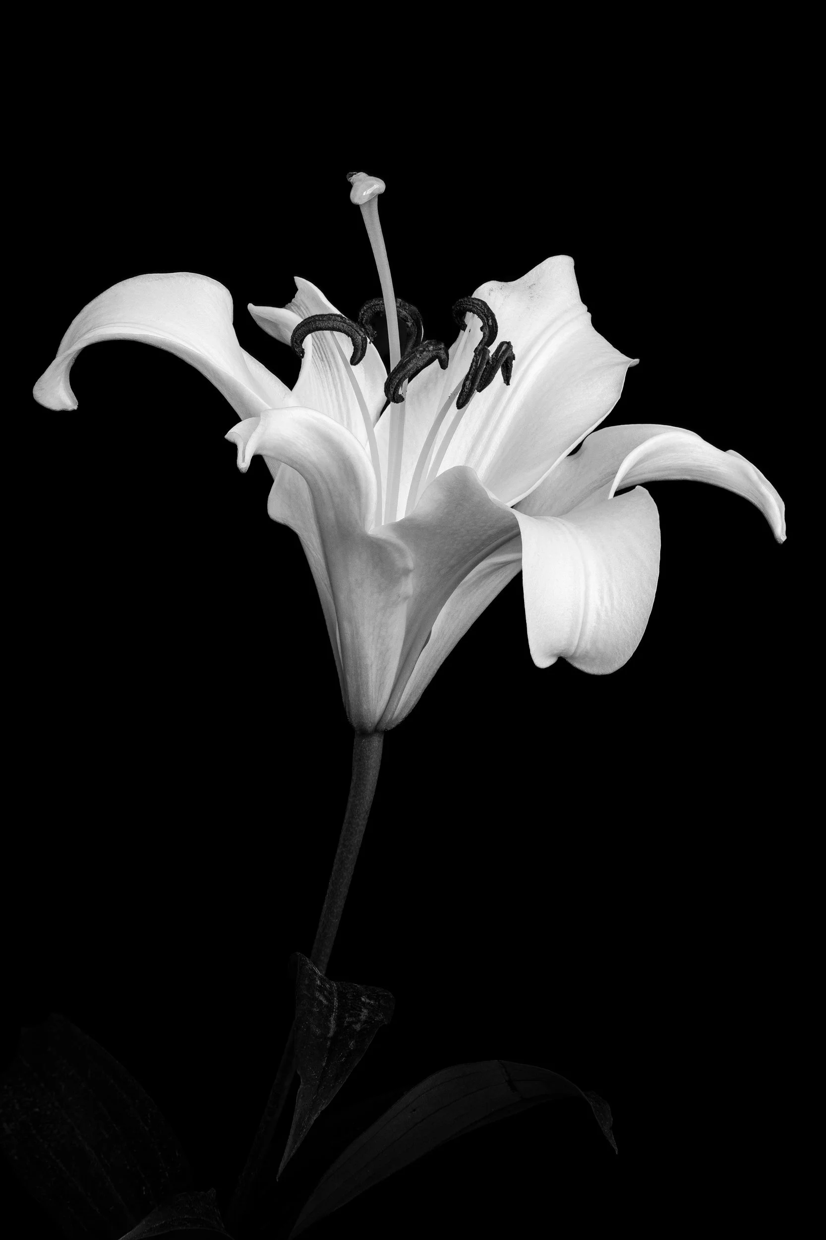 Black and white image of the form of a lily taken from the side as a profile view.
