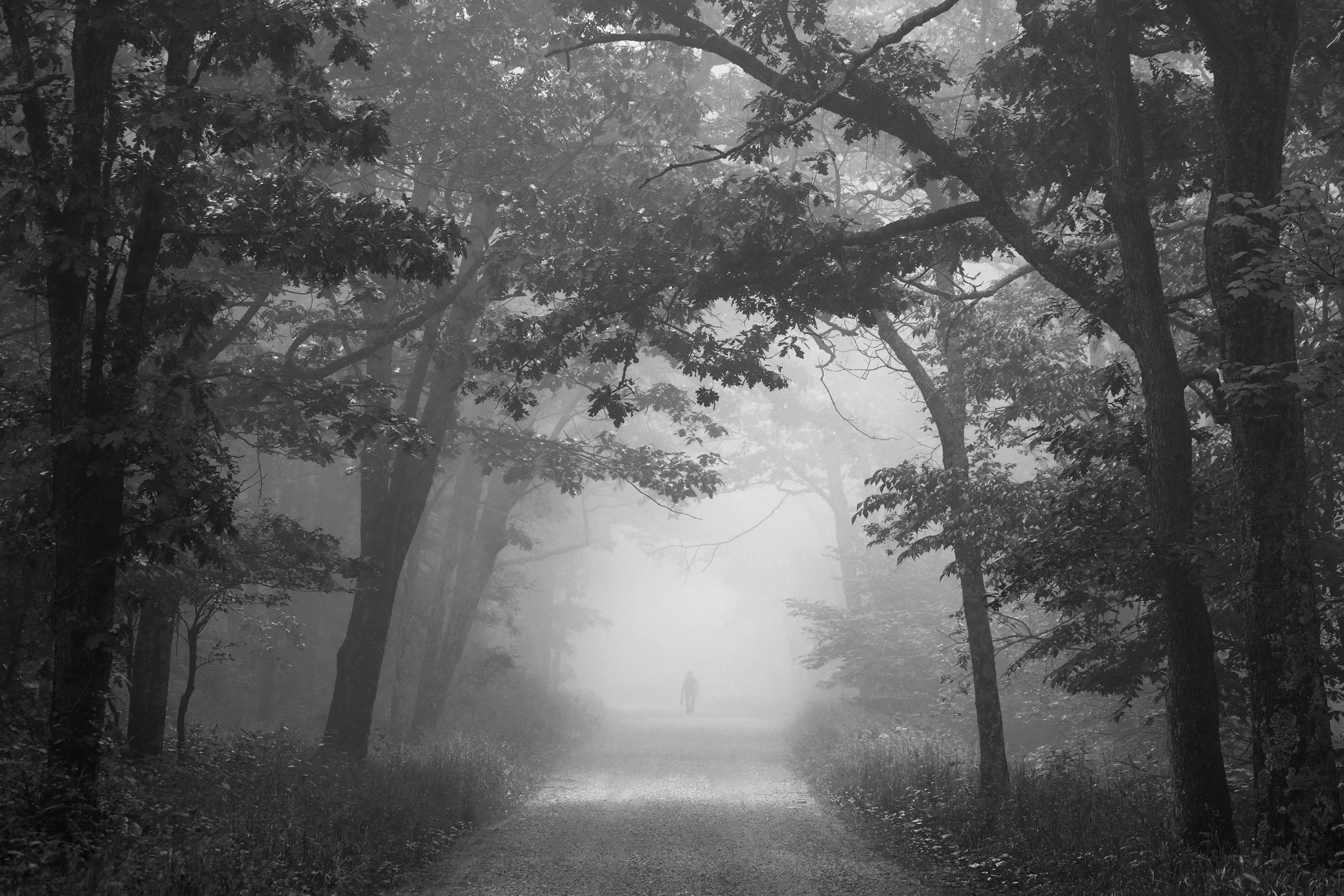 Hiker-In-Foggy-Forest-Shenandoah-National-Park-BW.jpg