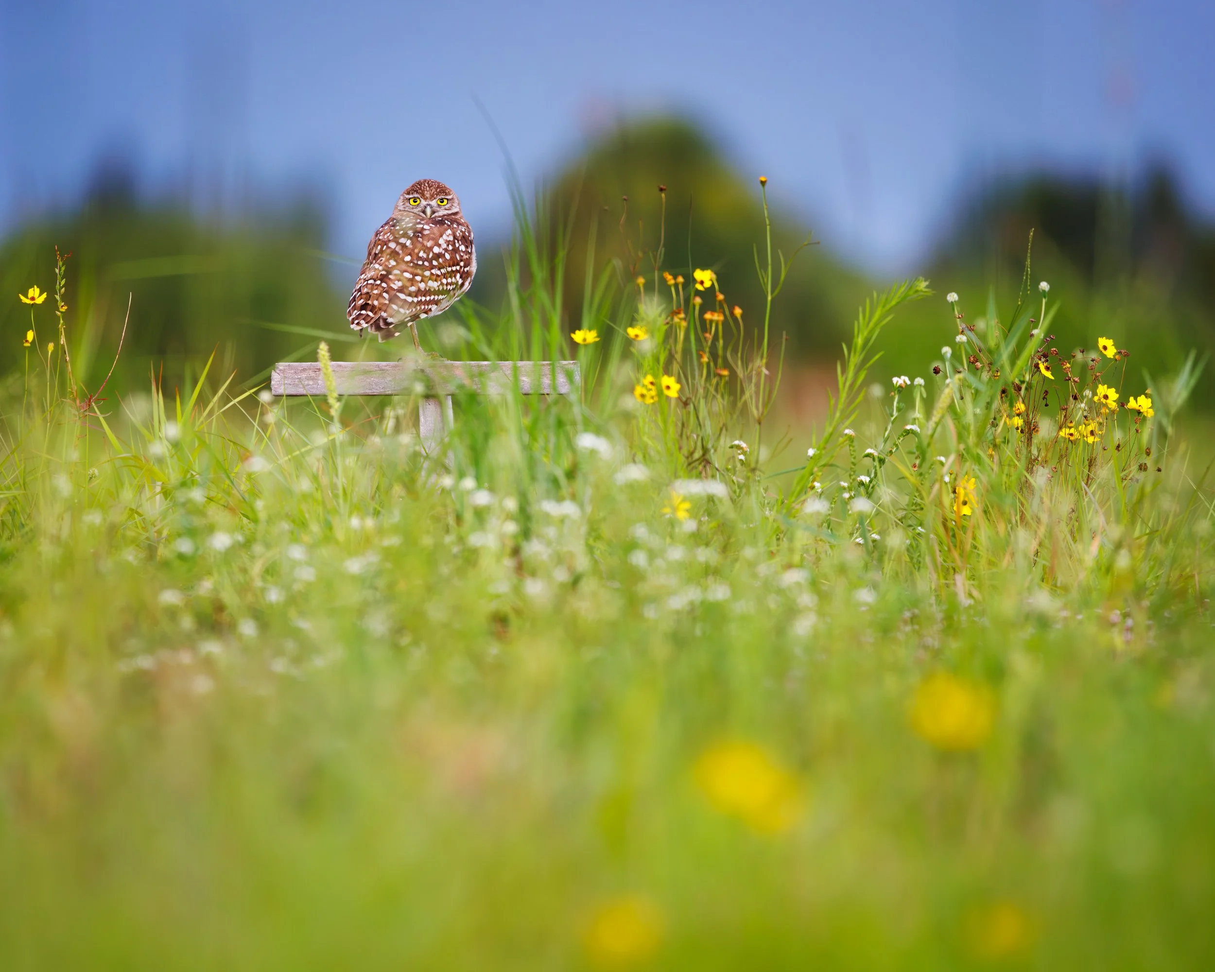Burrowing-Owl-Florida-Meadow.jpg