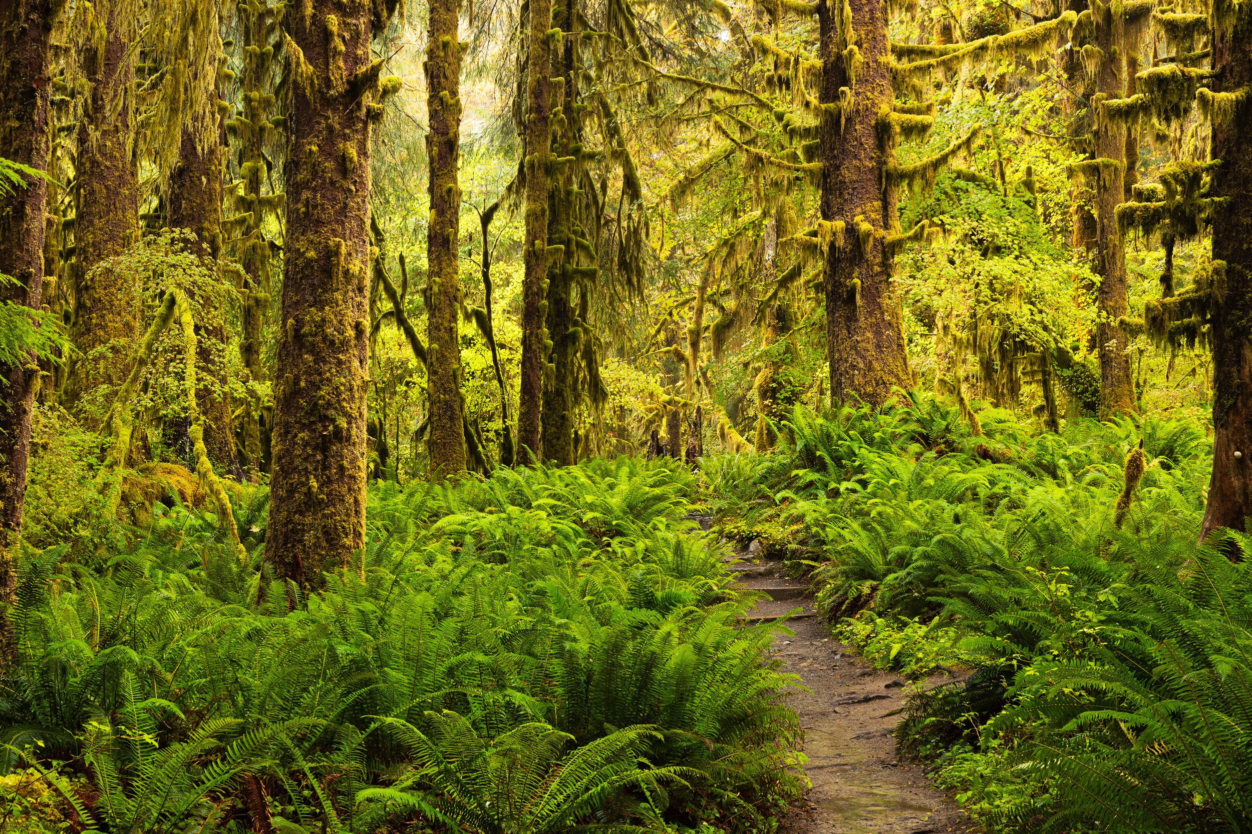 Hoh-River-Trail-Olympic-National-Park.jpg