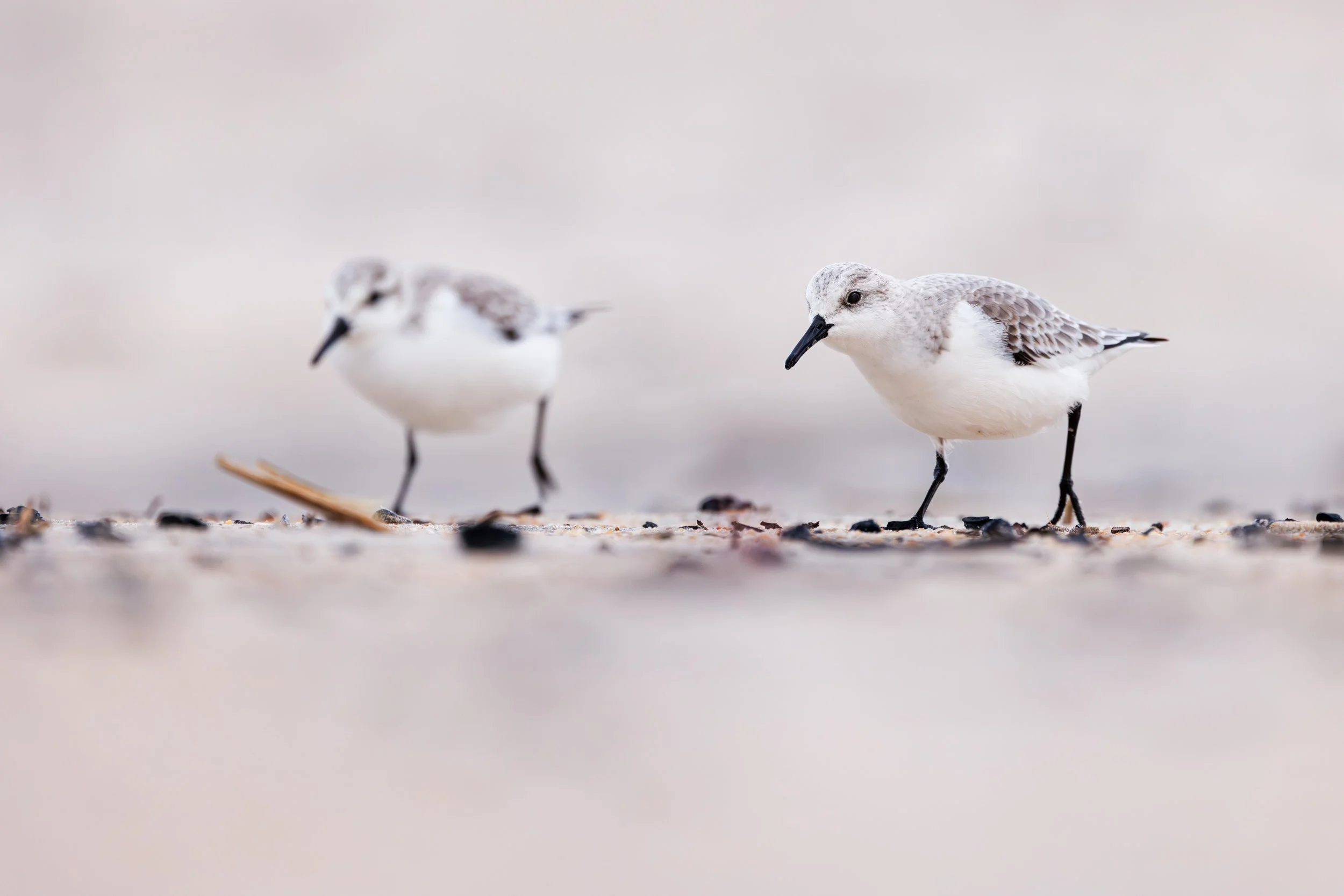 Sanderlings-On-Beach-Assateague-National-Seashore.jpg