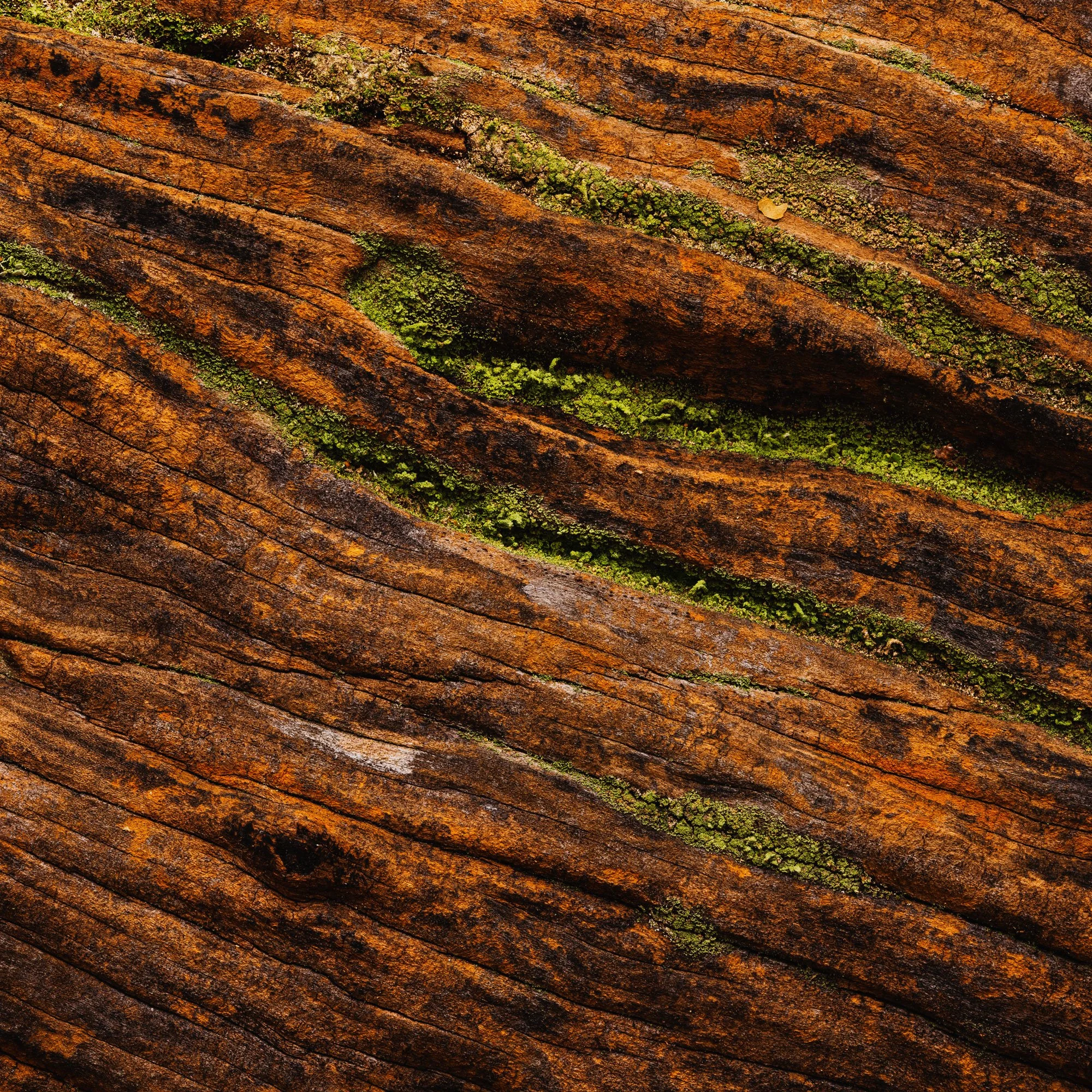 Macro photograph of twisted cherry tree bark revealing organic wood texture and natural patterns.