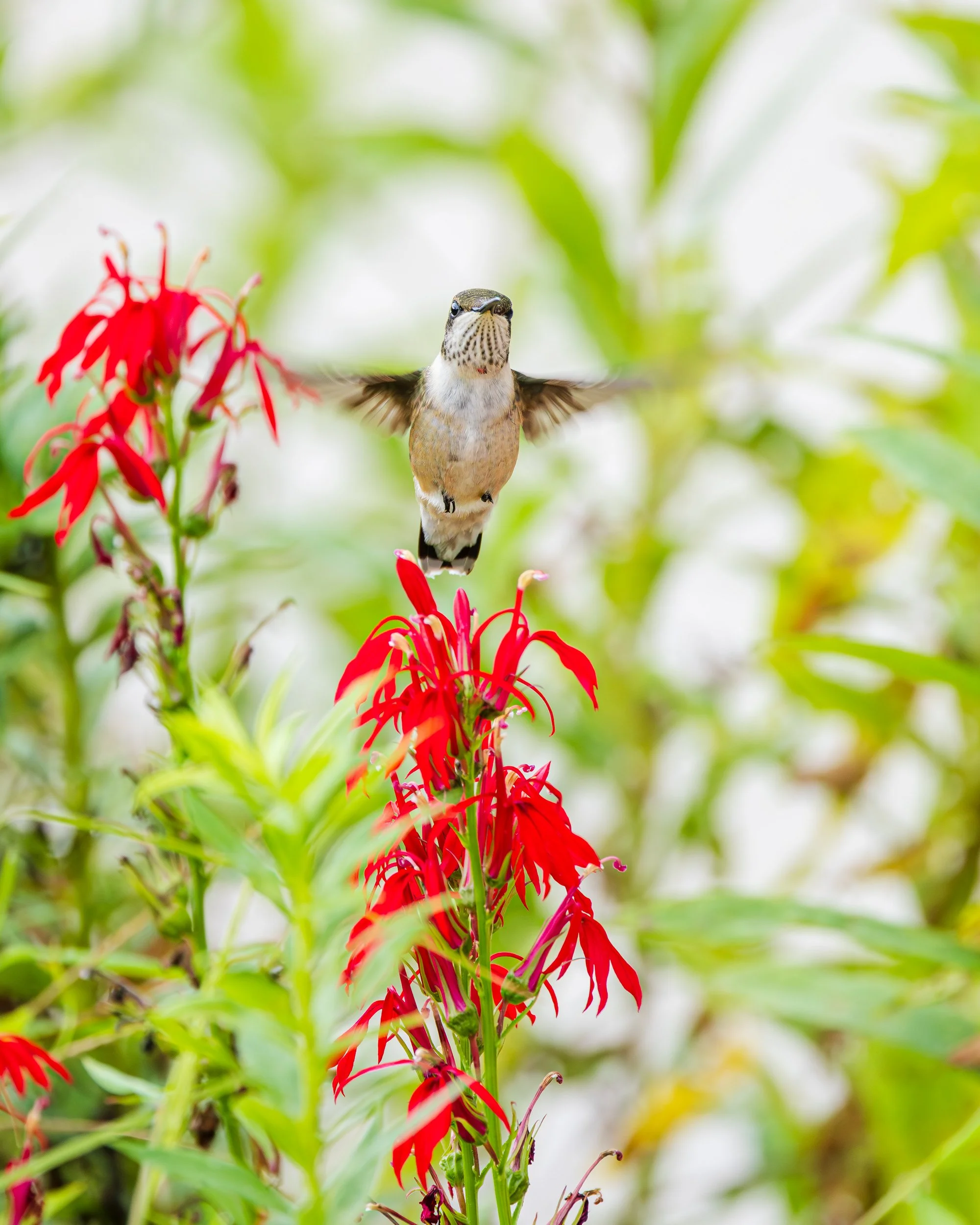 Ruby-throated-hummingbird-red-flowers.jpg