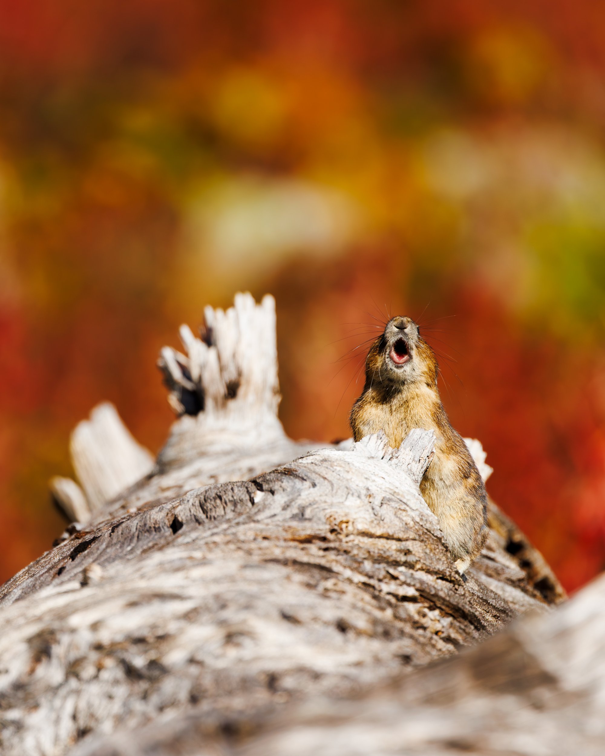 Pika-Call-In-Fall-North-Cascades-National-Park.jpg