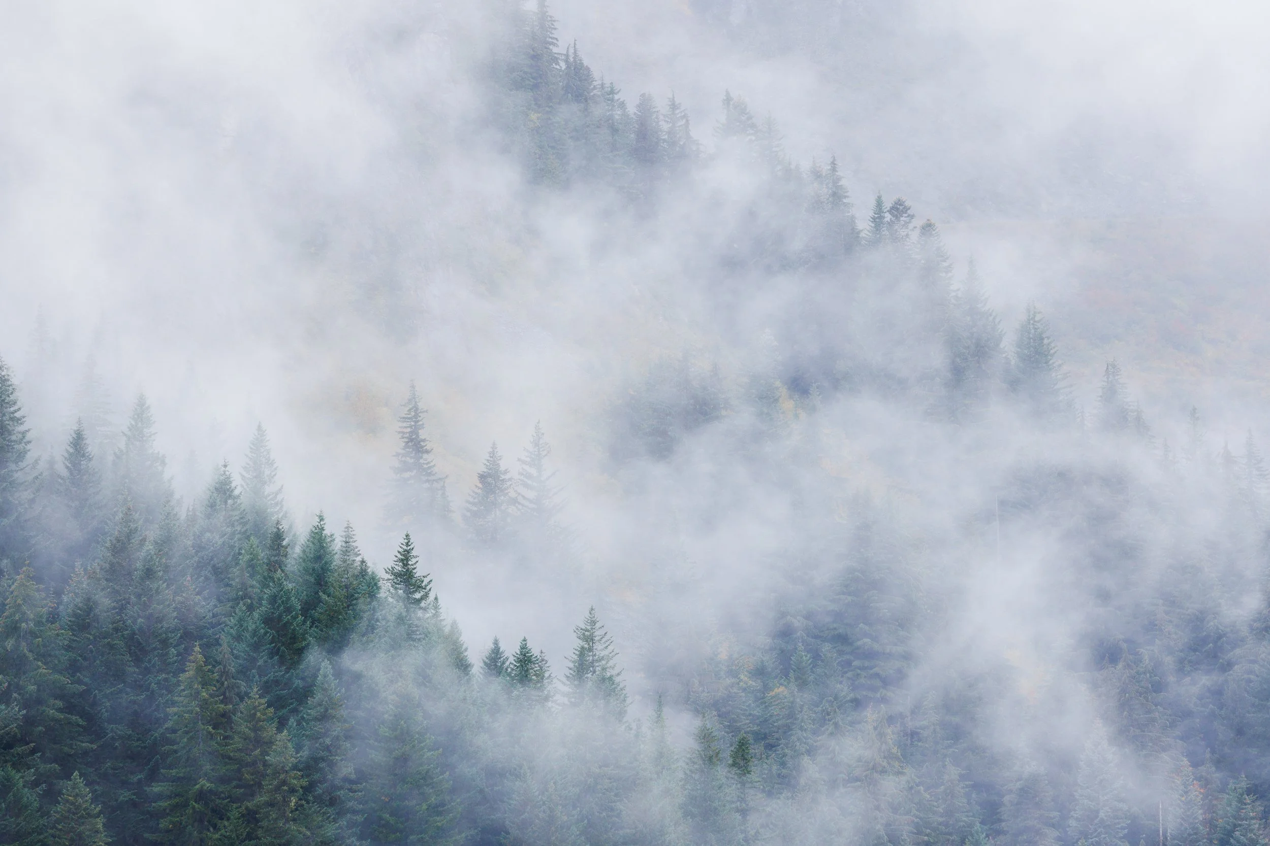 Misty-Pine-Trees-Mount-Rainier-National-Park.jpg