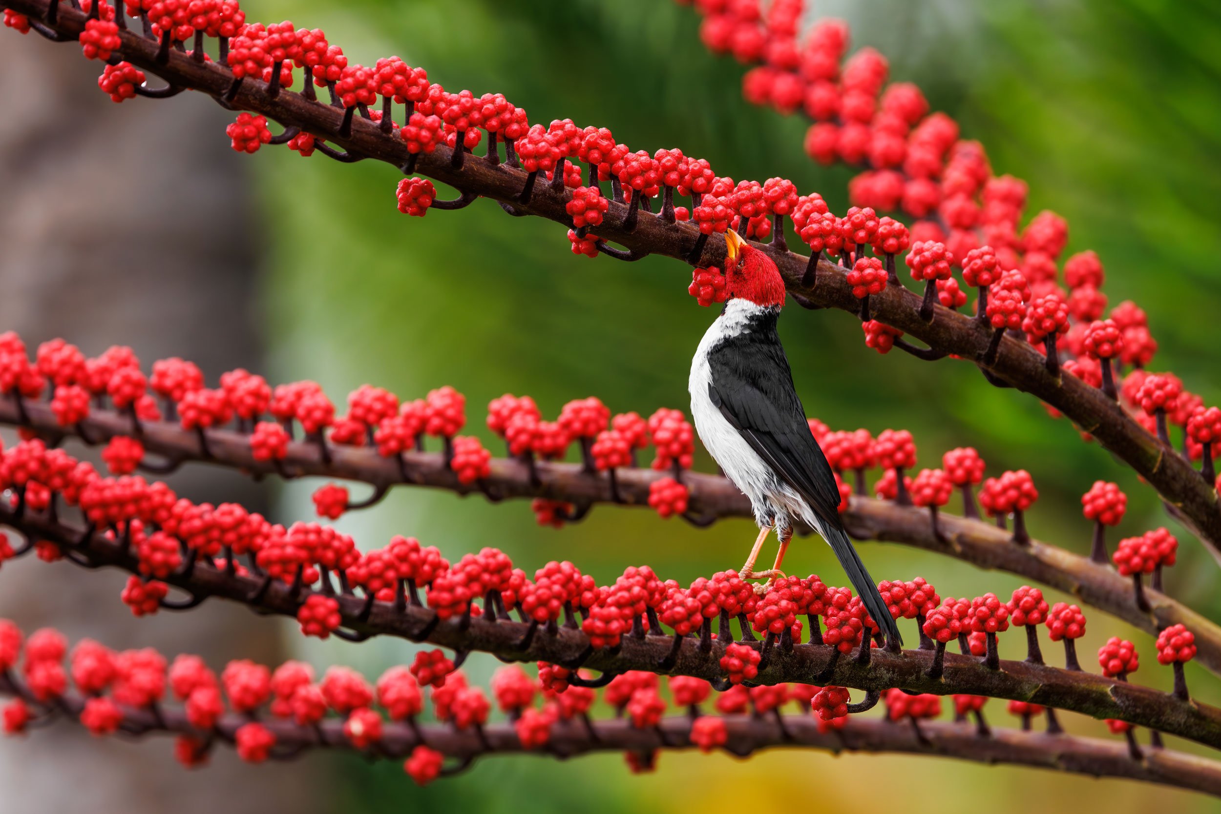Yellow-Billed-Cardinal-Octopus-Tree-Hawaii.jpg
