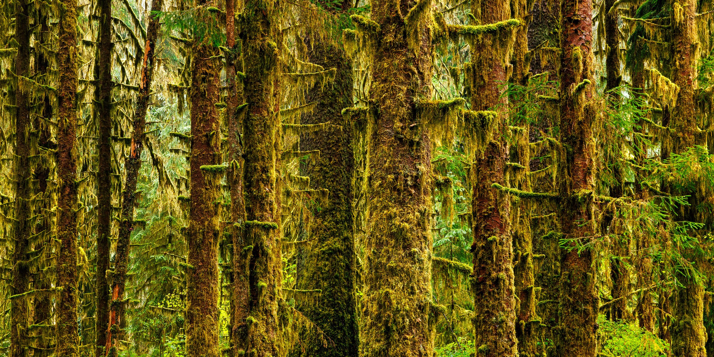 Hoh-Rainforest-Trees-Olympic-National-Park-Pano.jpg