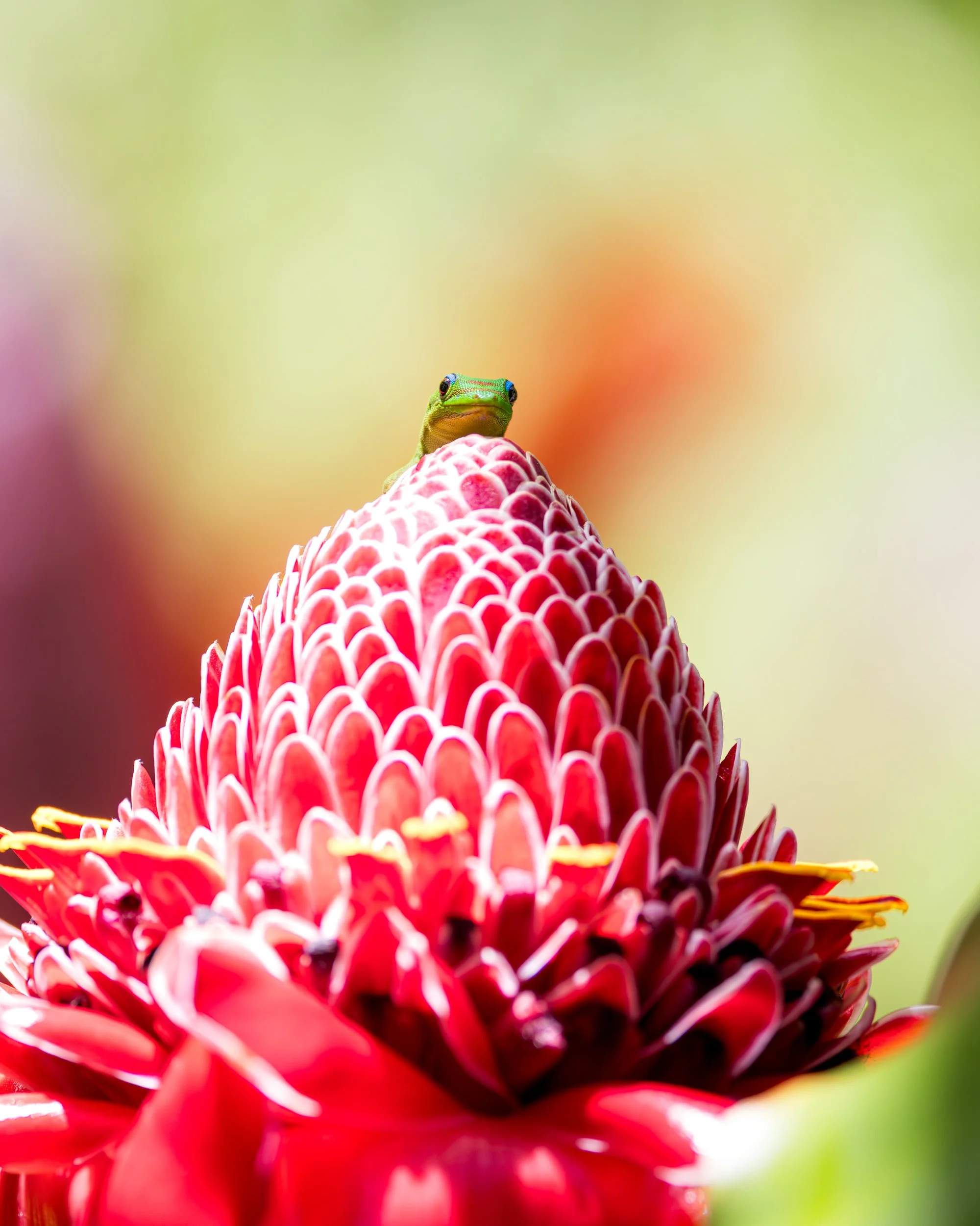 Gecko-On-Flower-Hilo-Hawaii.jpg