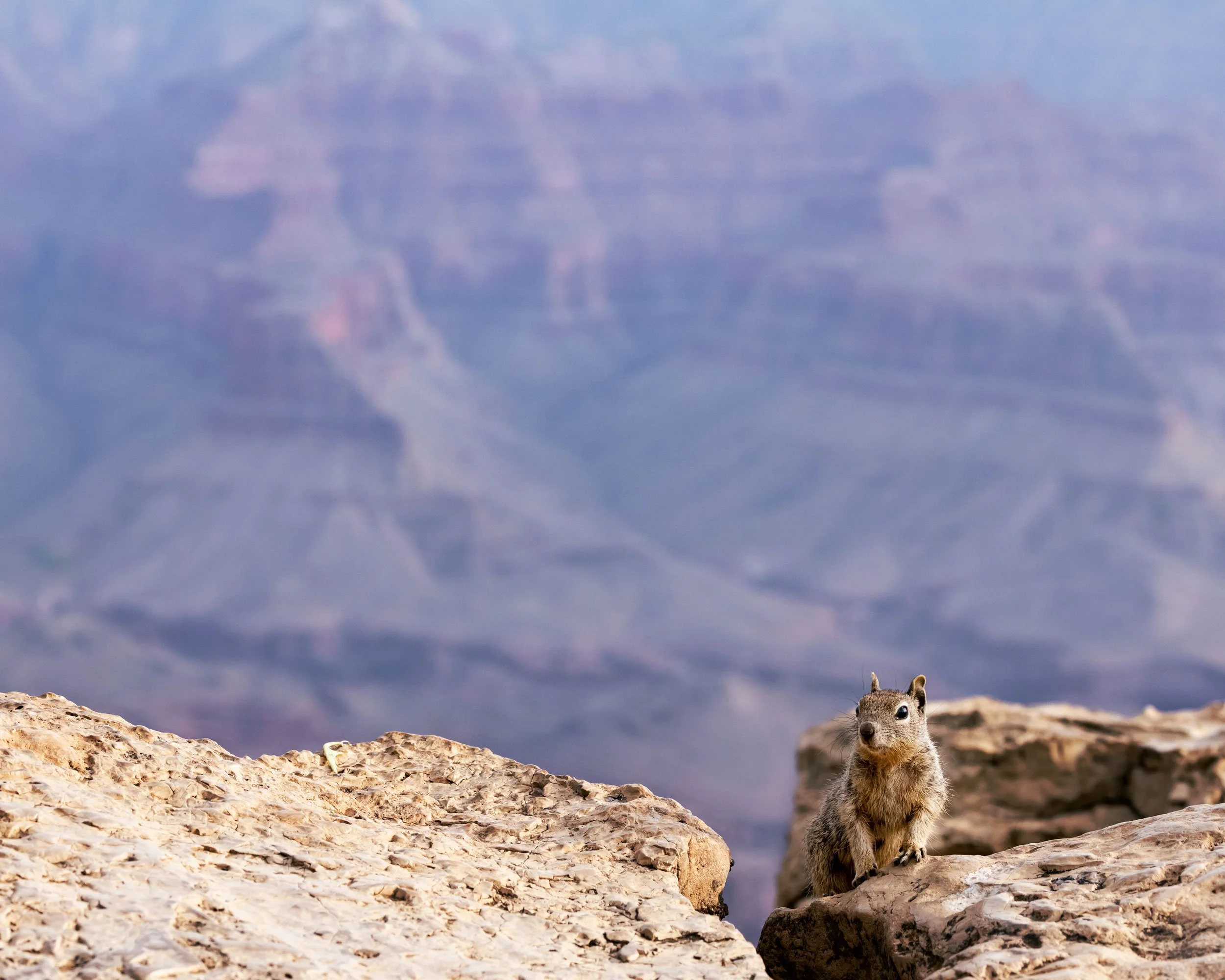 Rock-Squirrel-Grand-Canyon-National-Park.jpg