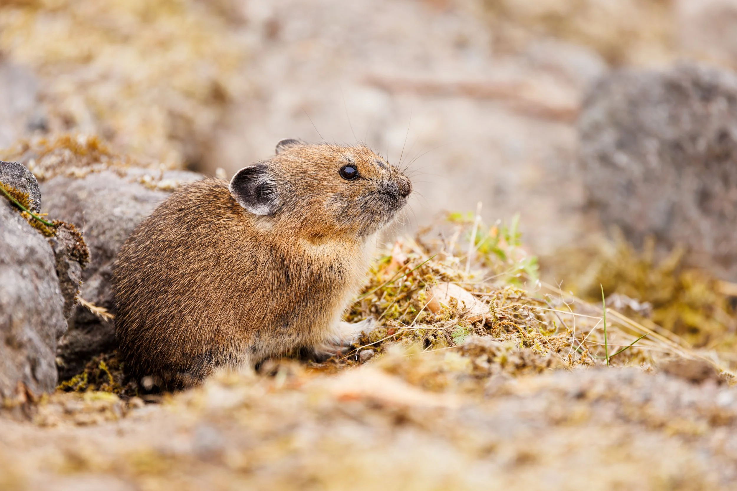 Pika-Mount-Saint-Helens.jpg