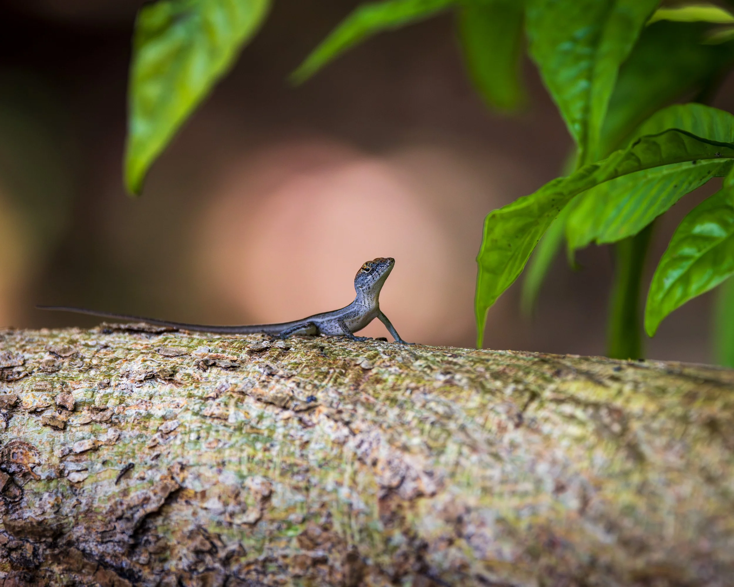 Brown-Anole-Biscayne-National-Park.jpg