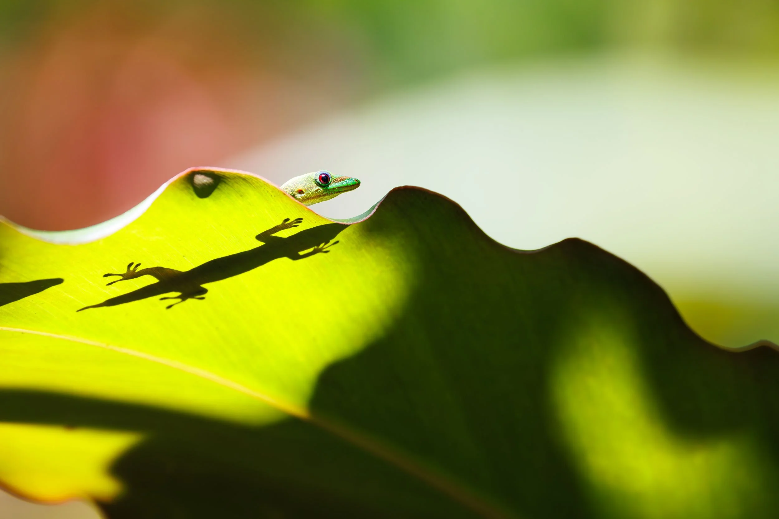 Gecko-Silhouette-Hilo-Hawaii.jpg