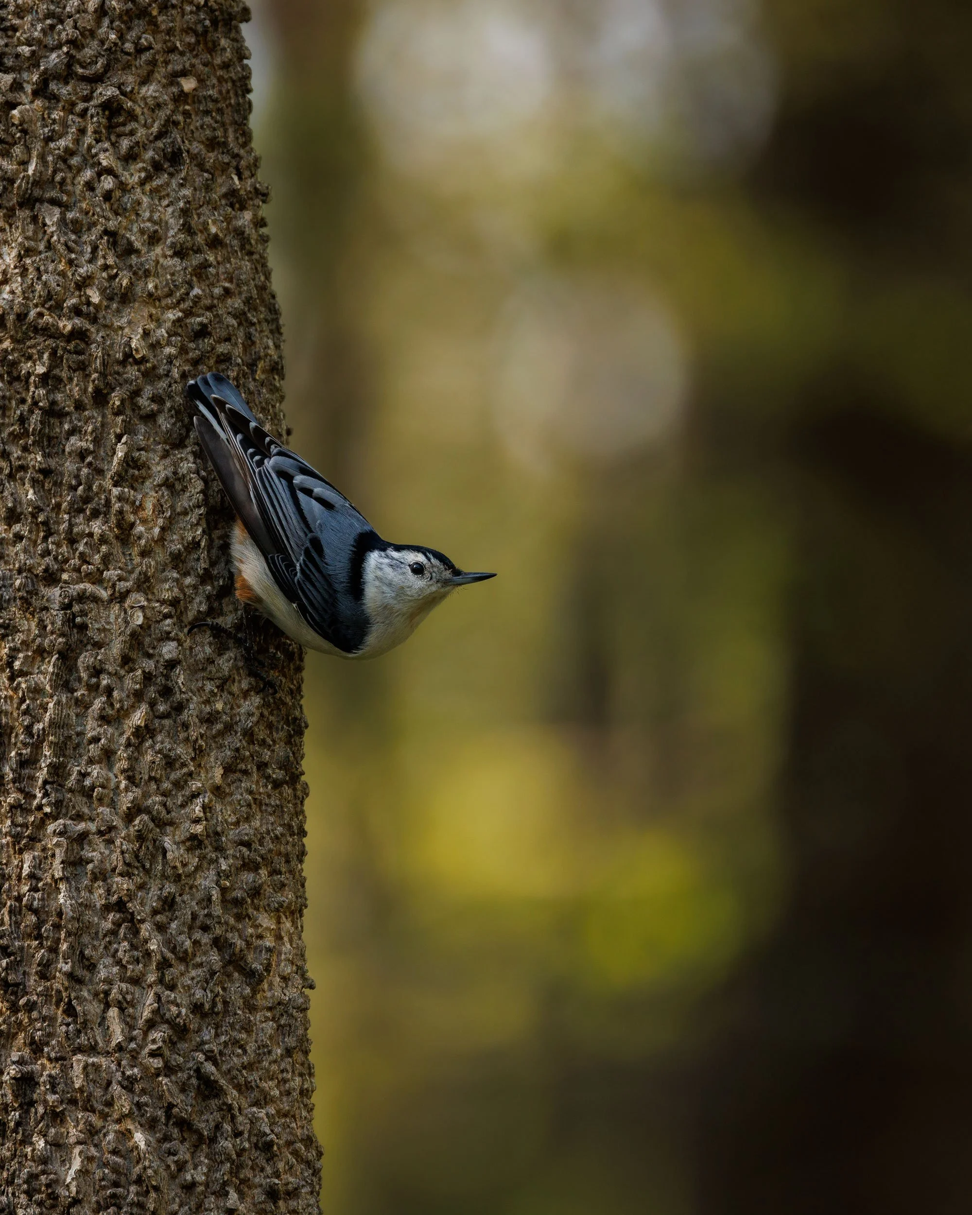 White-Breasted-Nuthatch.jpg