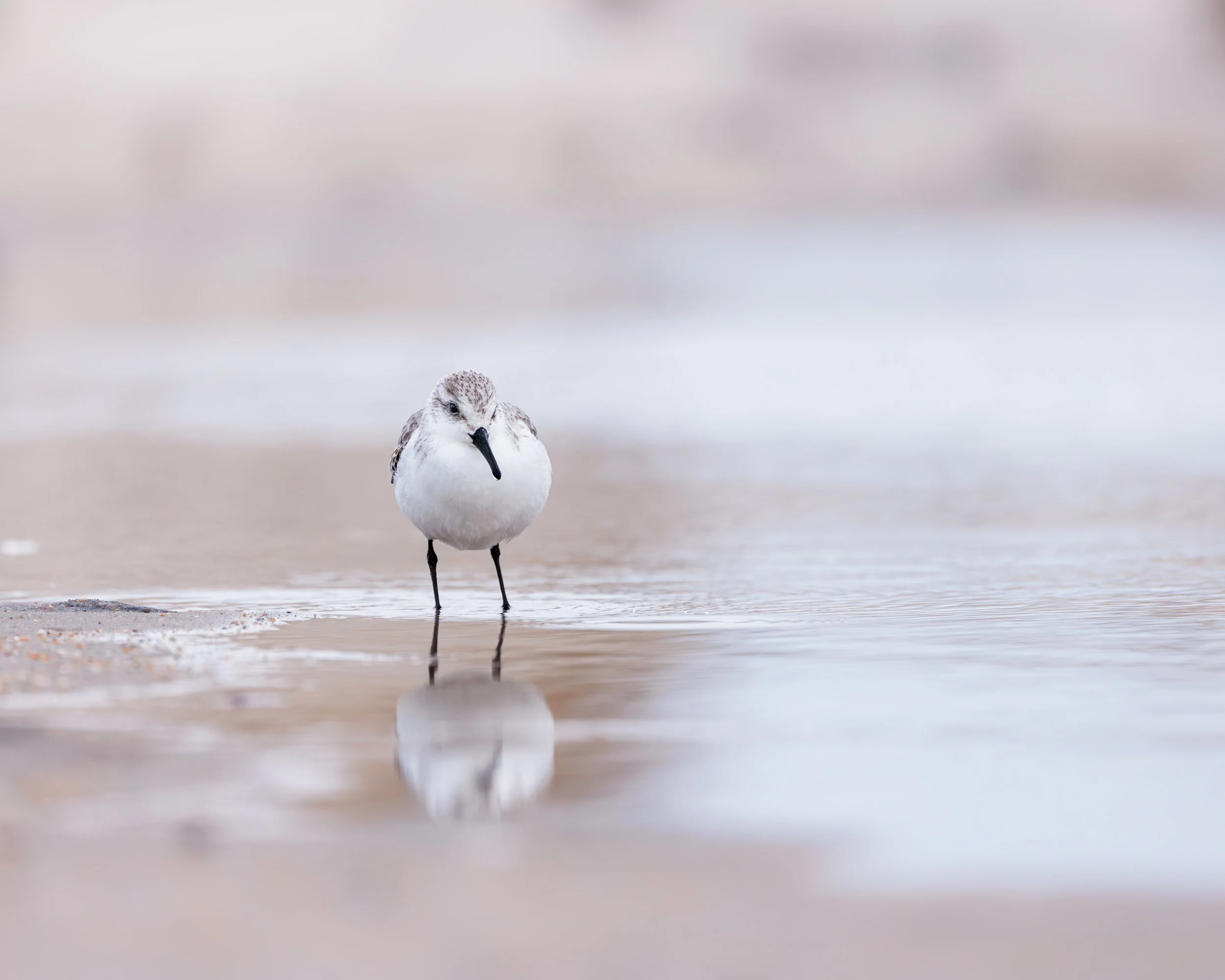 A sanderling walks on the beach looking for its next meal in the surf.