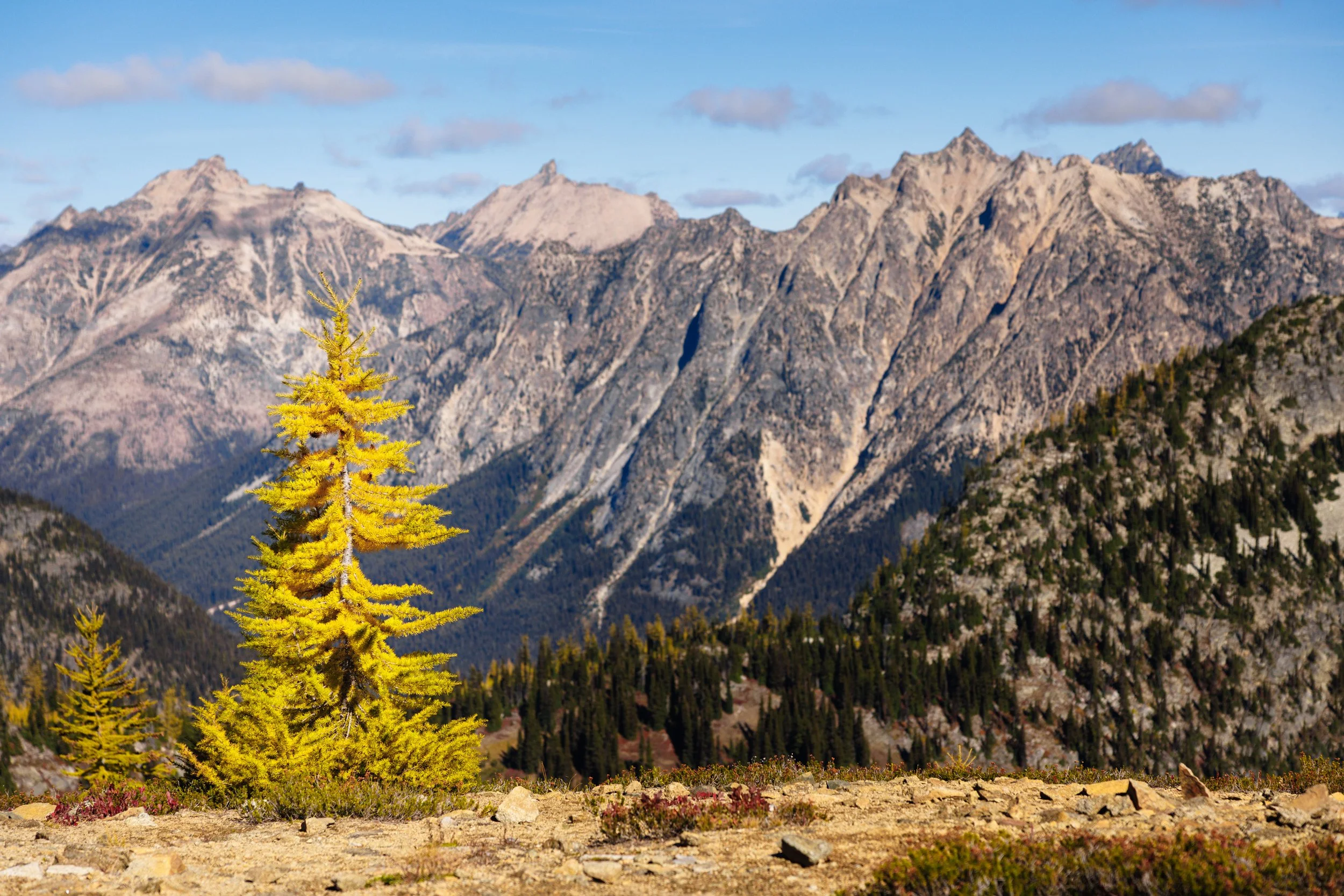 Golden-Larch-Maple-Pass-North-Cascades-National-Park.jpg