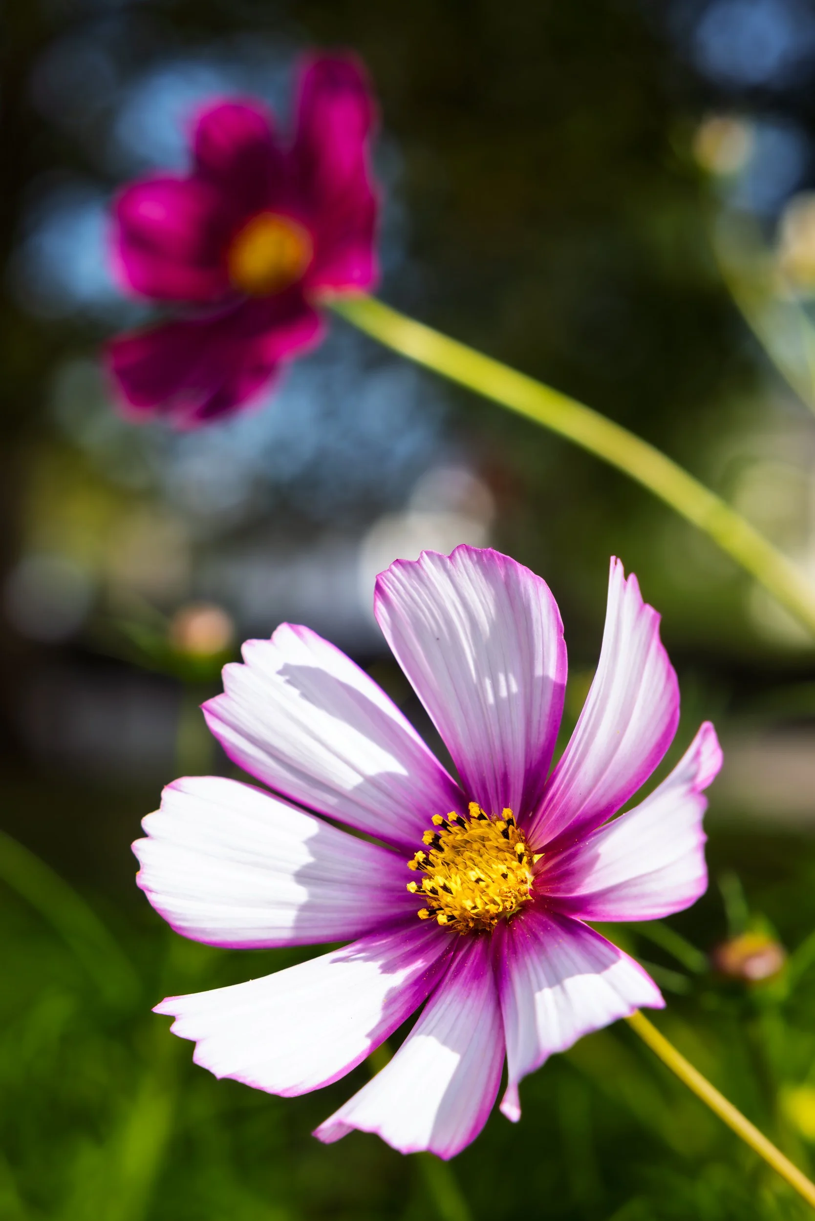 Candy-Stripe-Cosmos-Flower.jpg