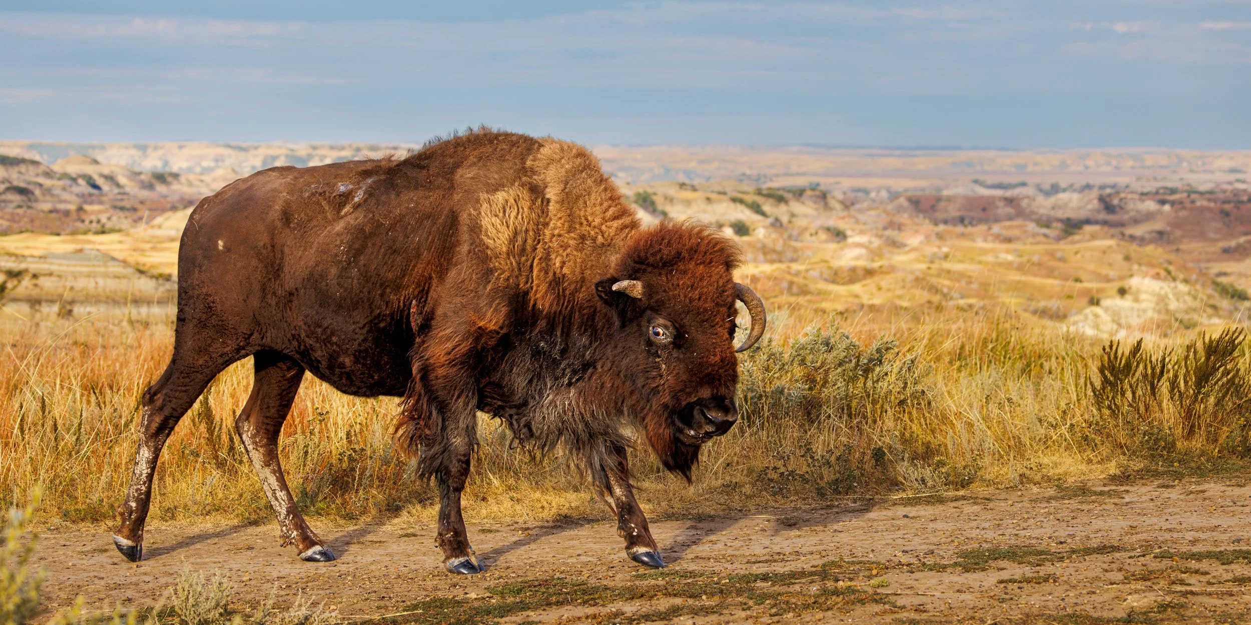 Bison-Theodore-Roosevelt-National-Park.jpg