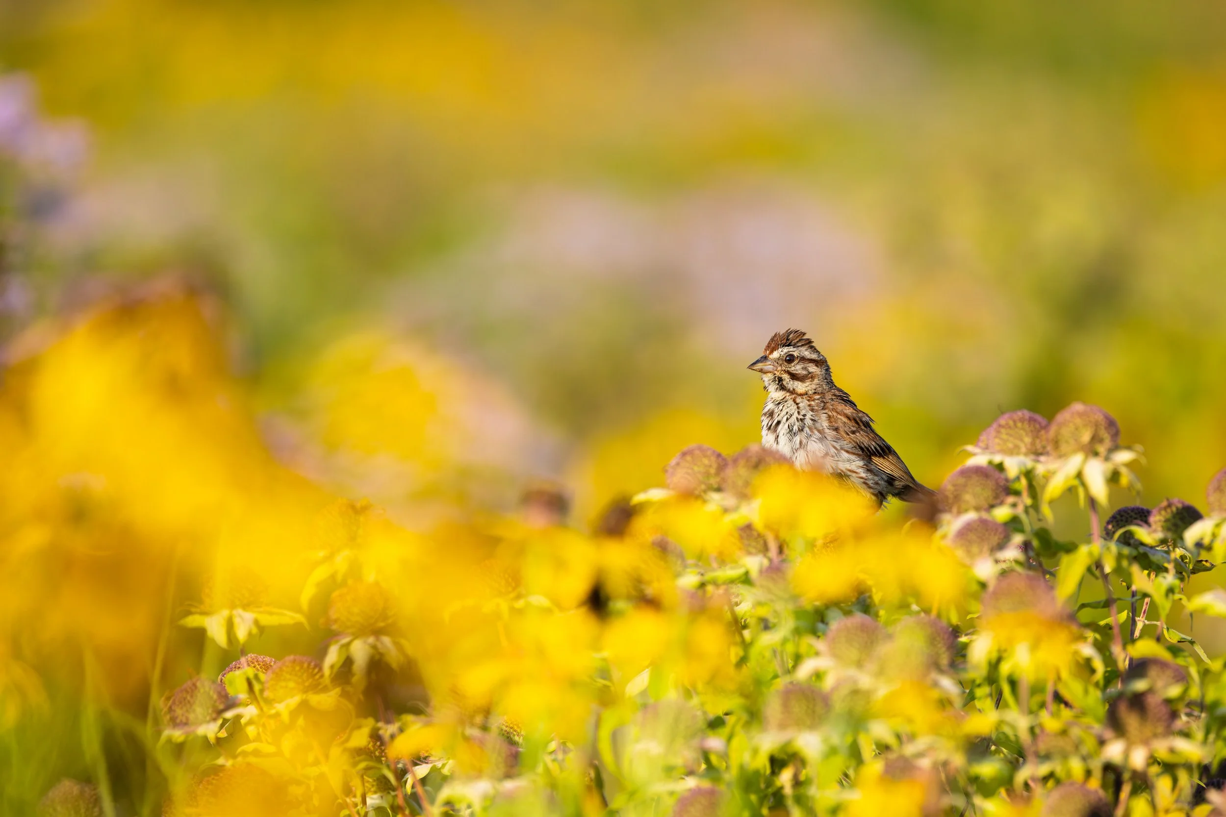 Song-Sparrow-In-Flower-Meadow-Antietam-National-Battlefield.jpg