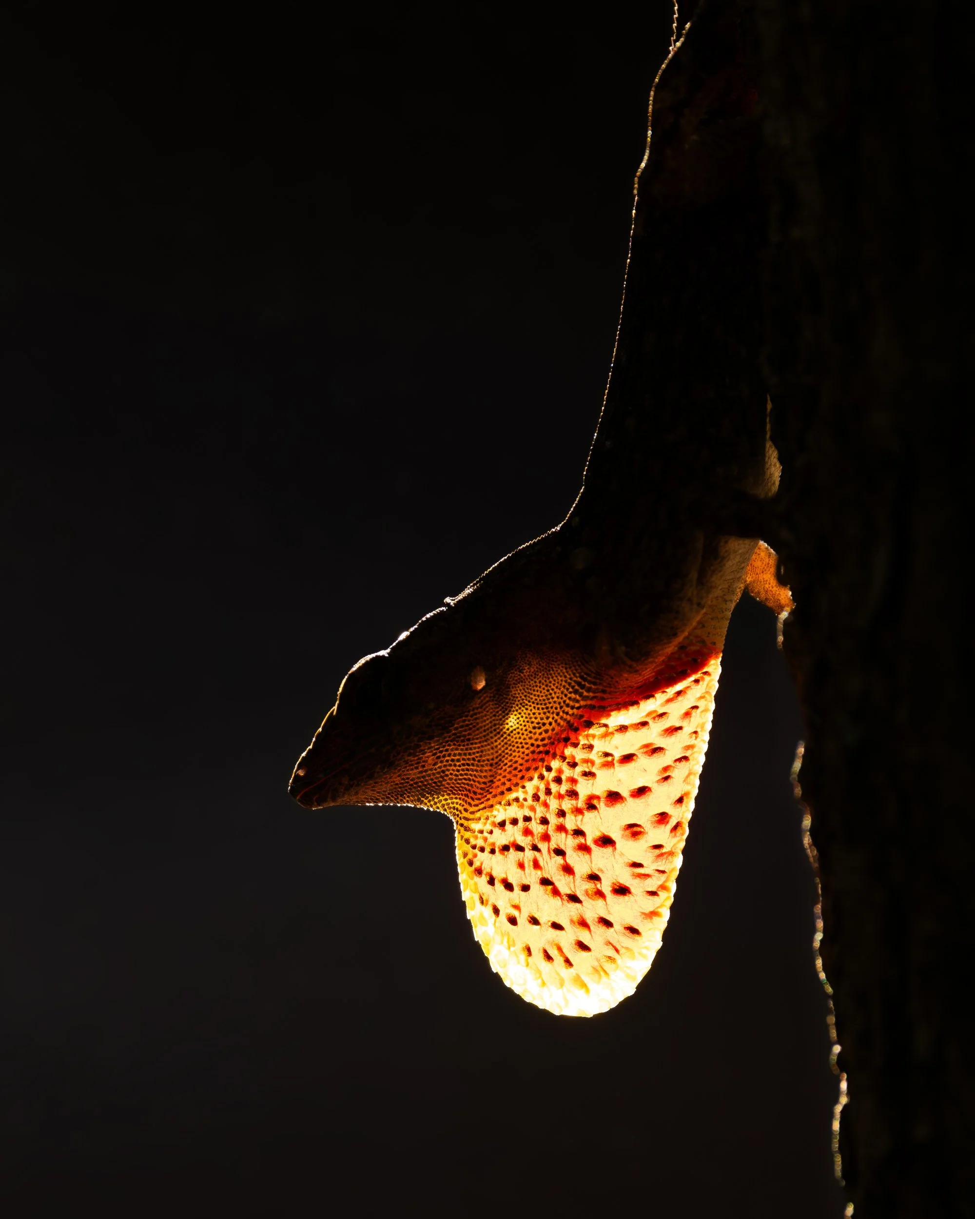 Anole-Backlit-Dewlap-Glowing.jpg