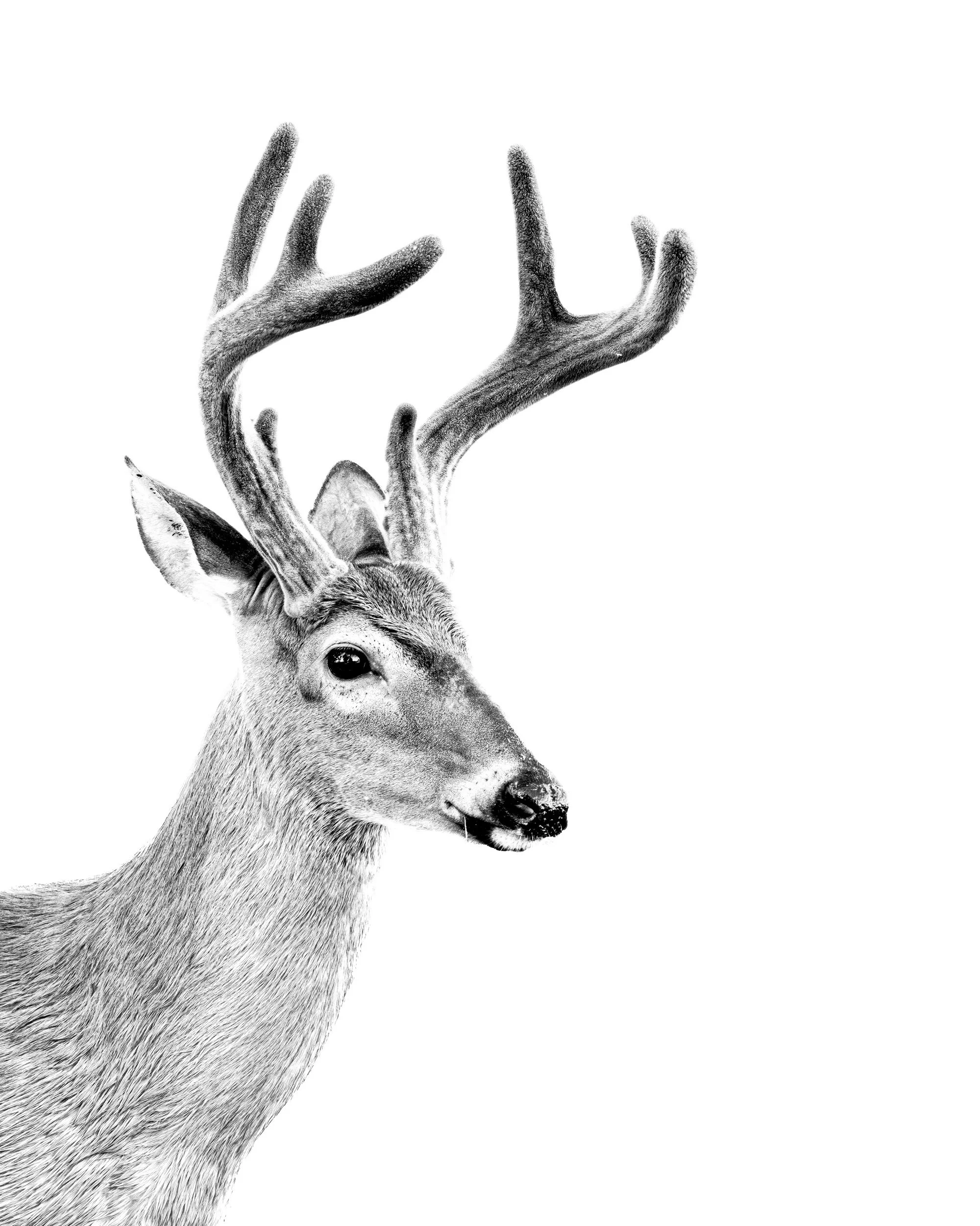 Fine art high key portrait of a whitetail deer buck from Smoky Mountains National Park.