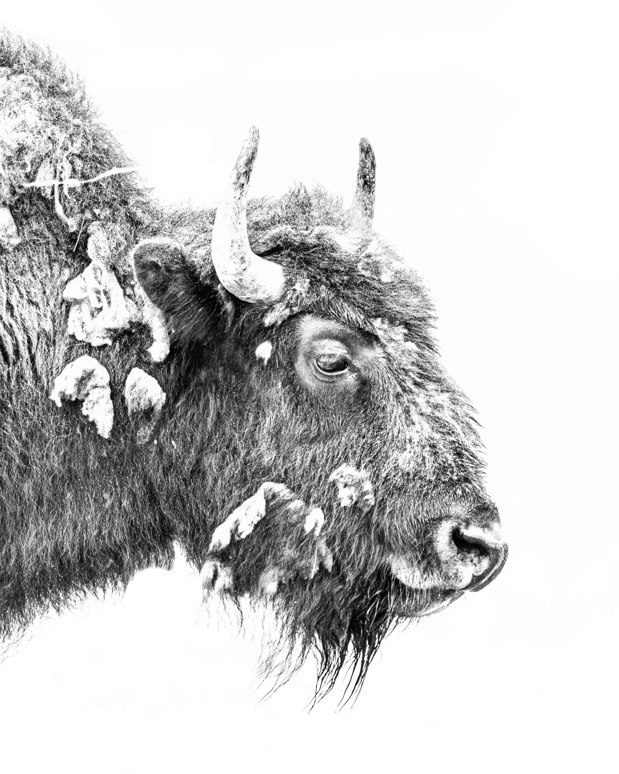 High key fine art portrait photograph of a bison bull from Yellowstone National Park.