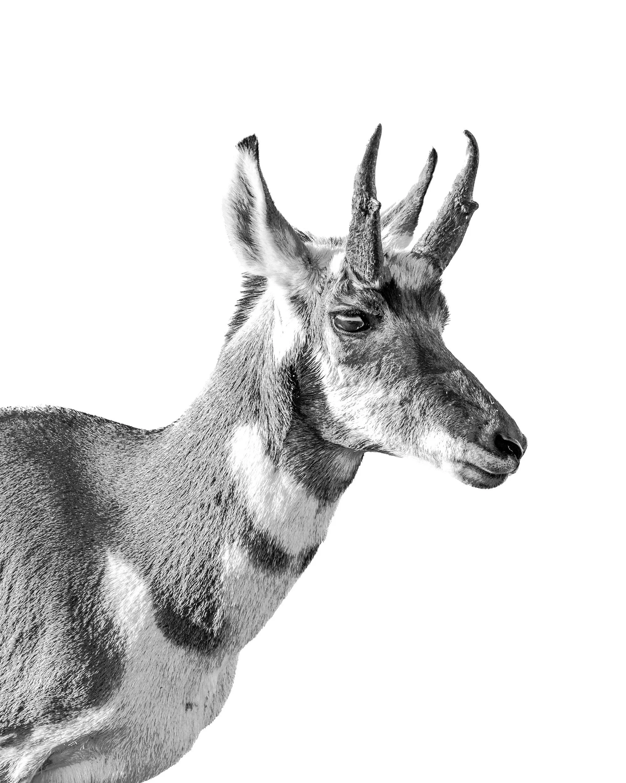 High key fine art portrait of a pronghorn buck from Badlands National Park.