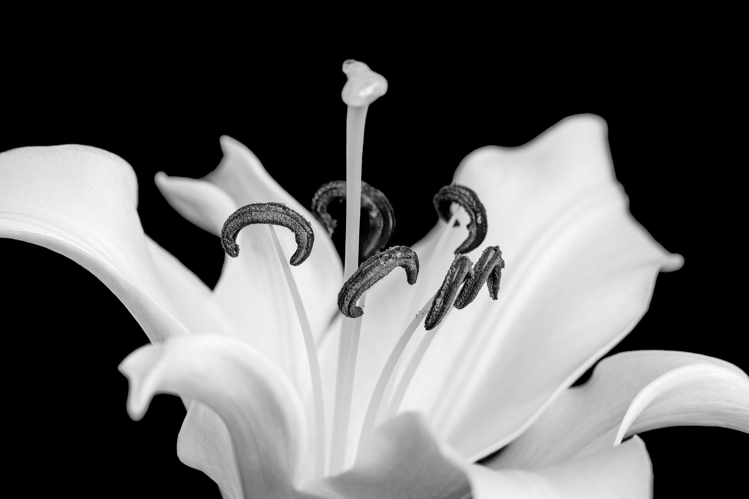 Black and white intimate macro shot of the stamen of a lily.