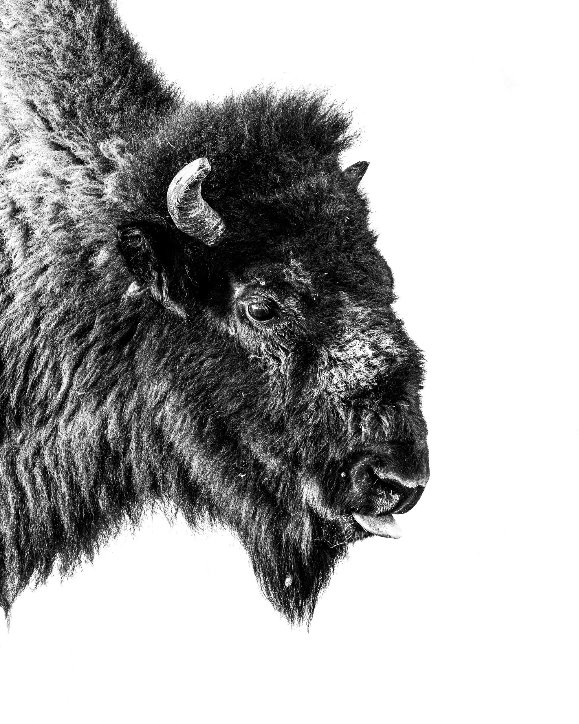 Fine art high key portrait of a bison cow from Theodore Roosevelt National Park.