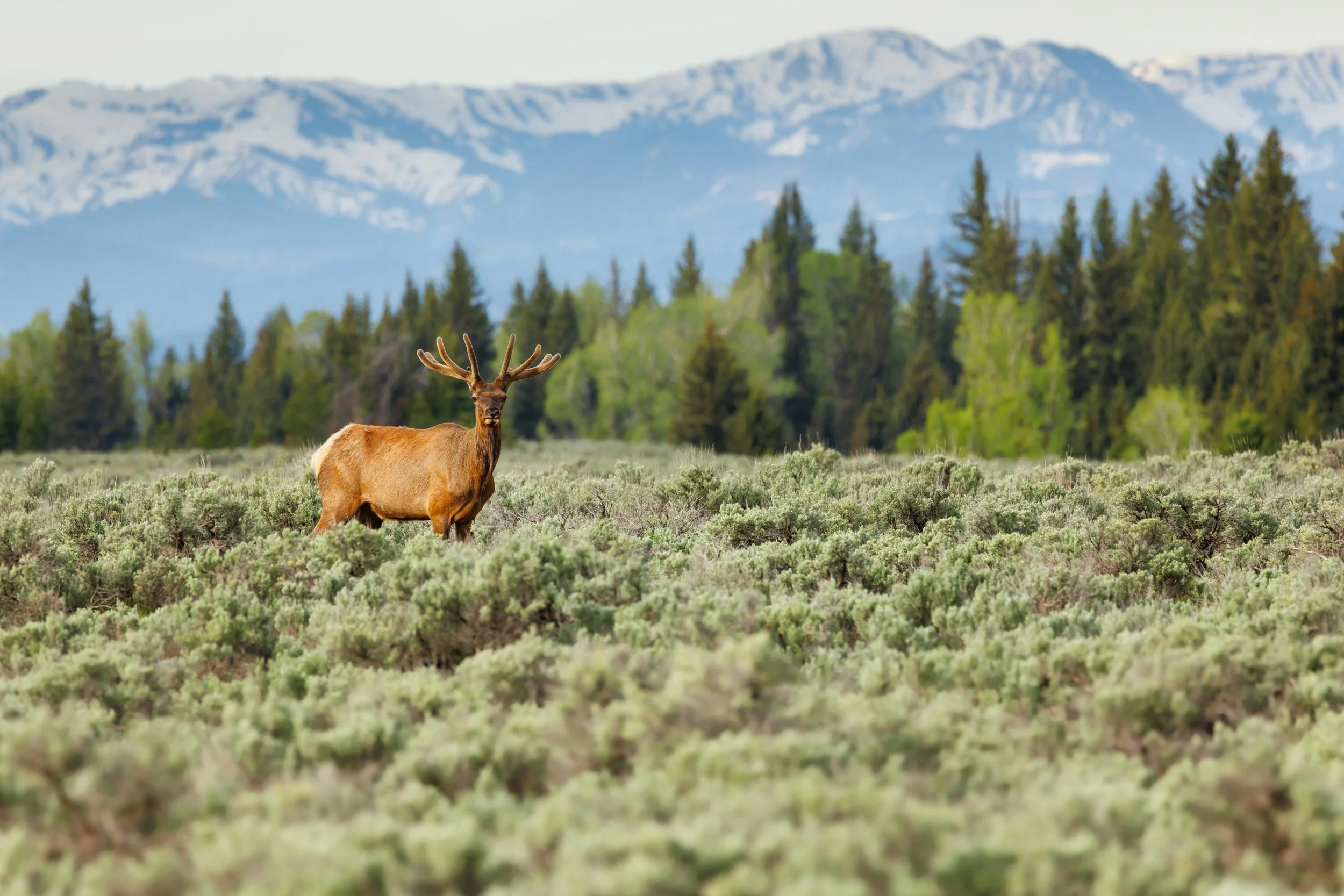 Bull-Elk-In-Velvet-Grand-Teton-National-Park.jpg