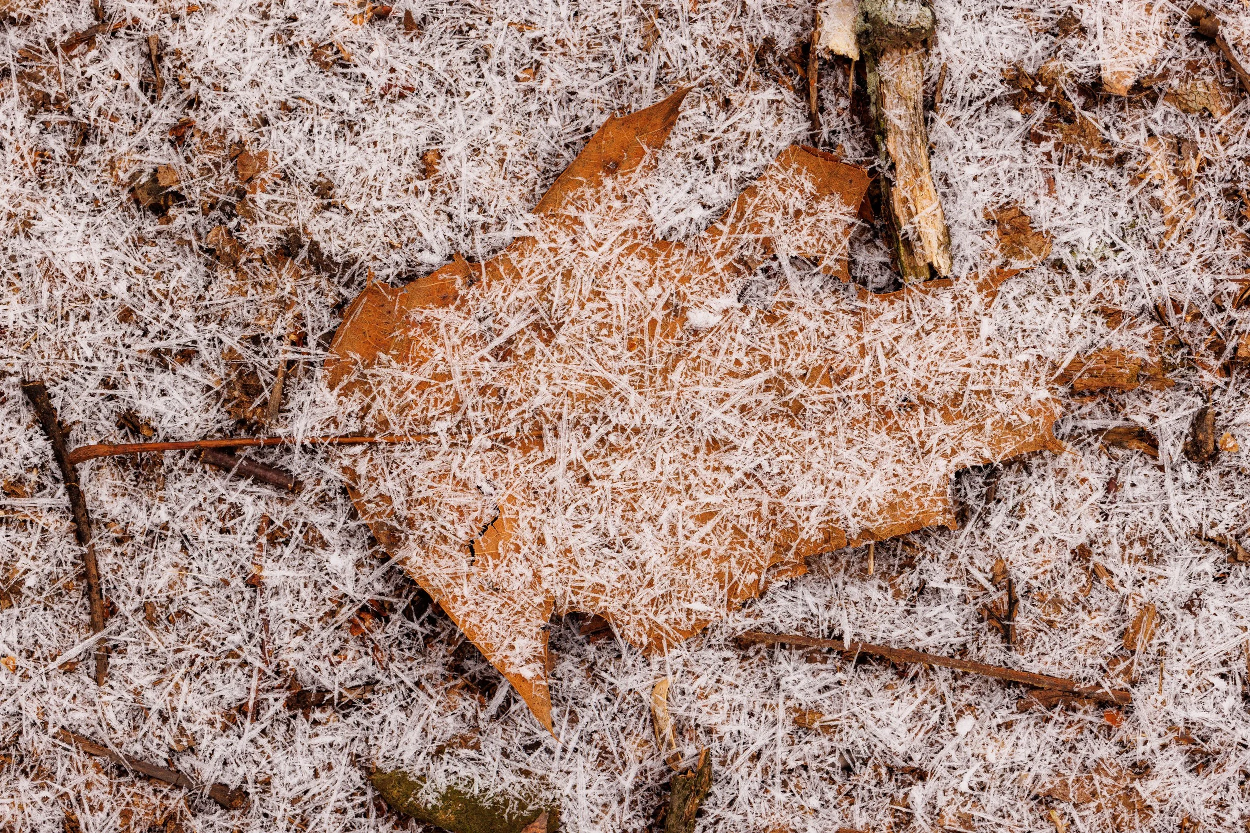 Leaf-On-Ground-Covered-In-Frost.jpg