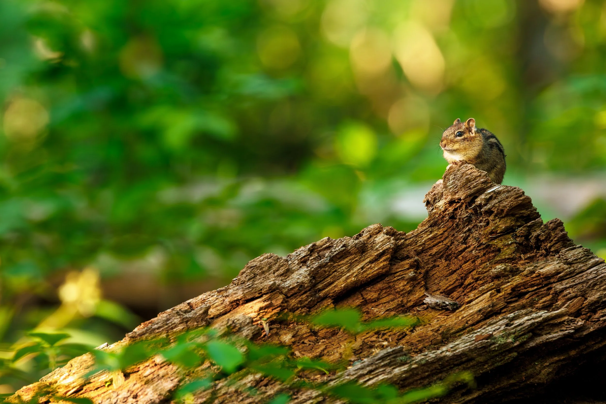 Chipmunk-on-Log-In-Forest.jpg
