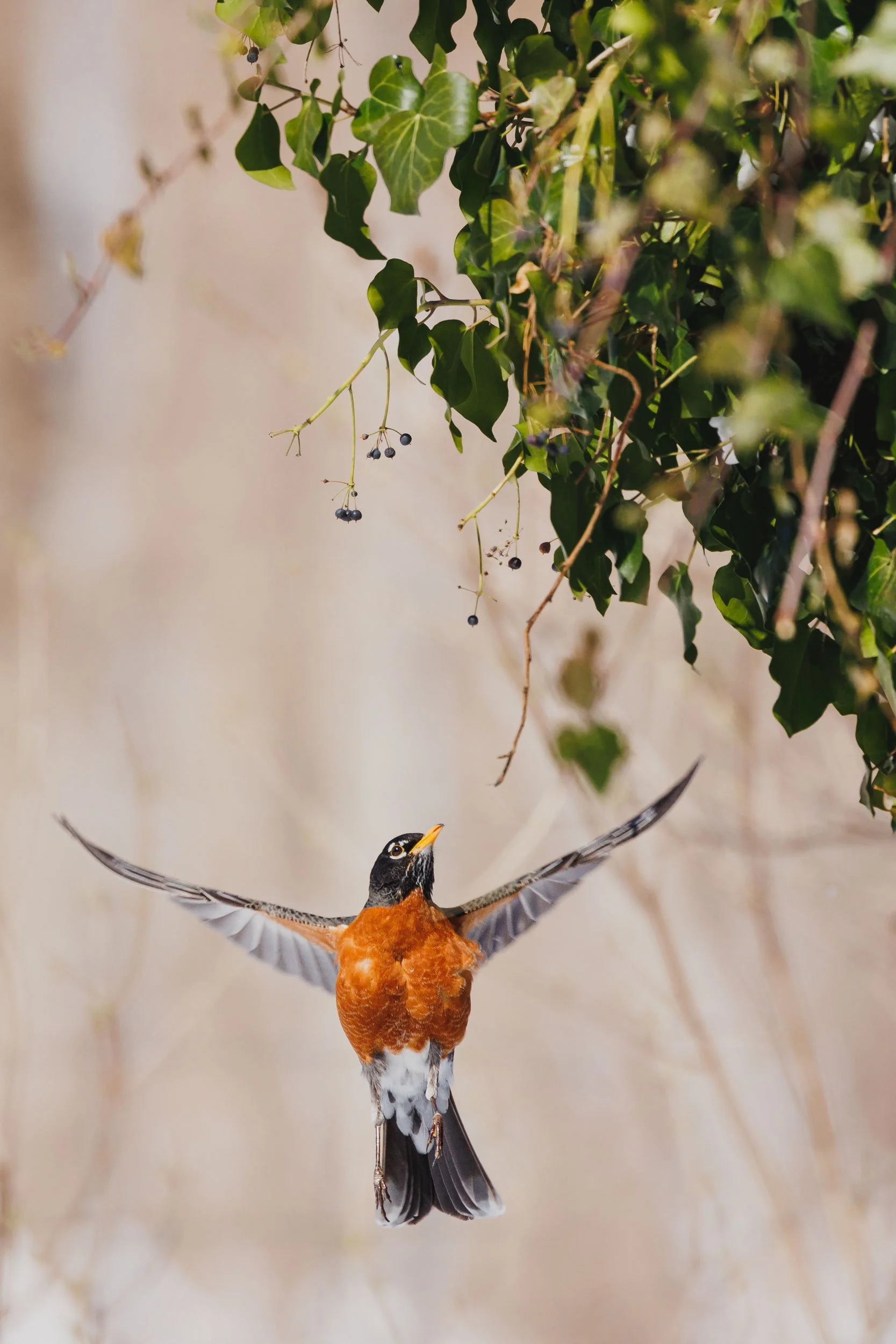 An American Robin mid flight looking for a tasty berry hanging from a vine.