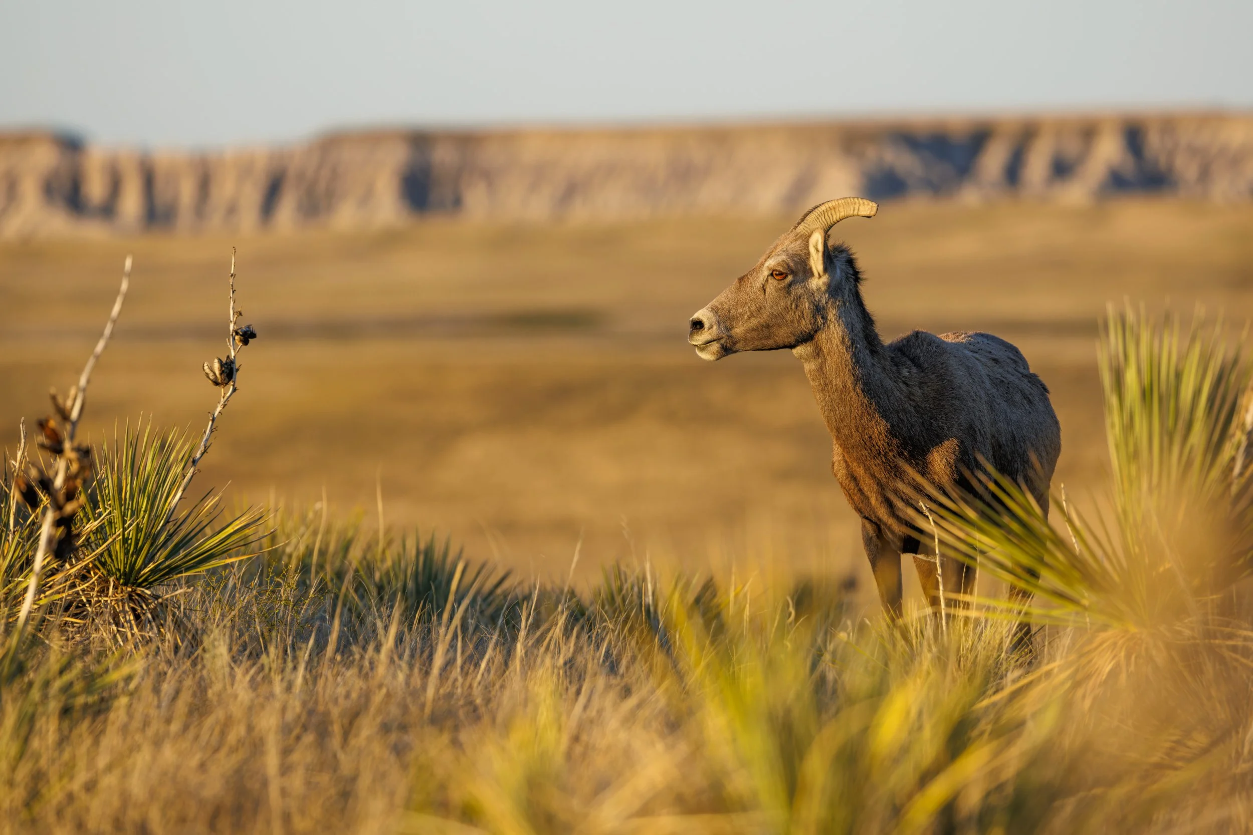 Bighorn-Sheep-Ewe-Badlands-National-Park-Sunset-Photo.jpg